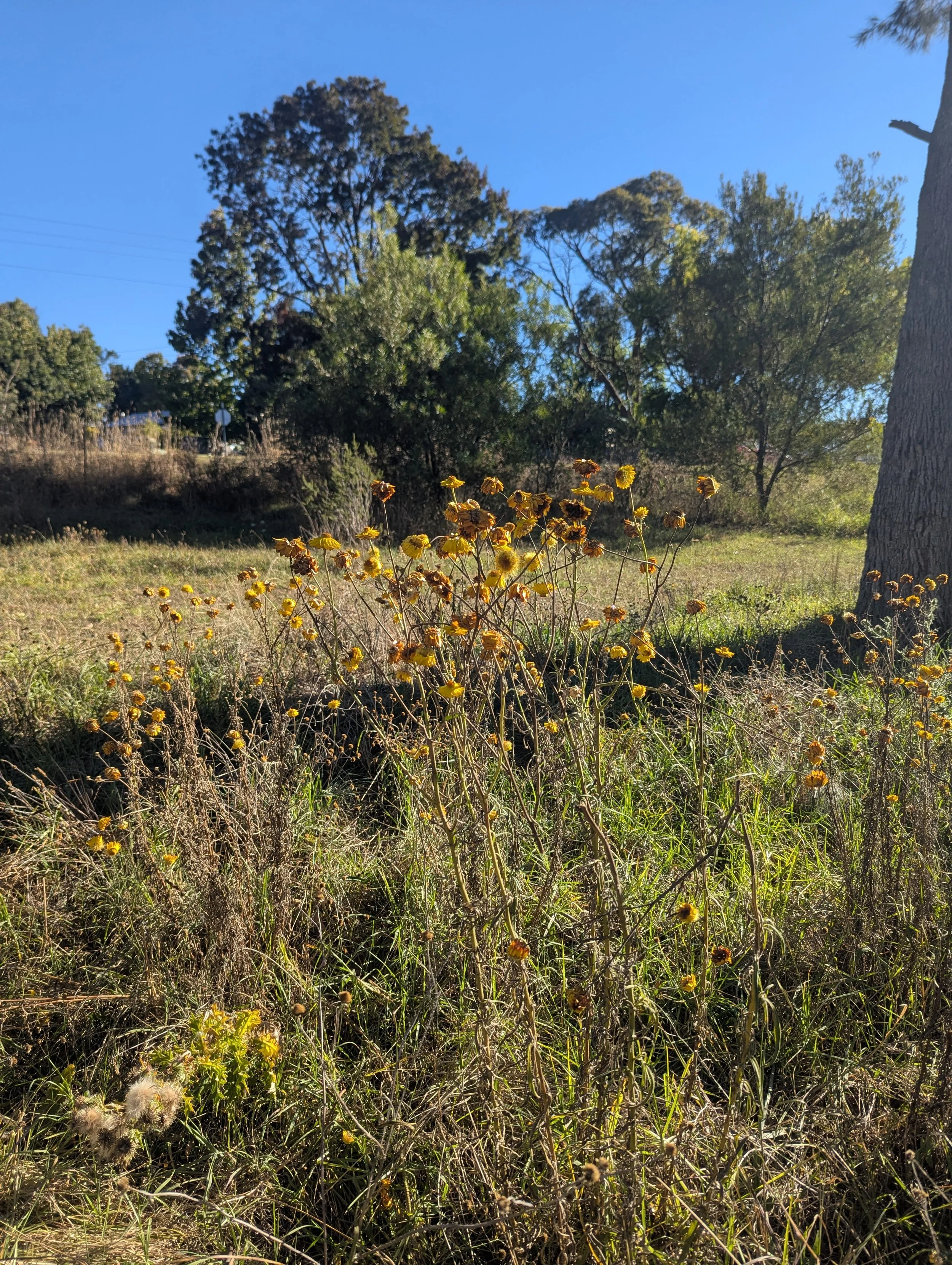 An Autumn Sunday Picnic