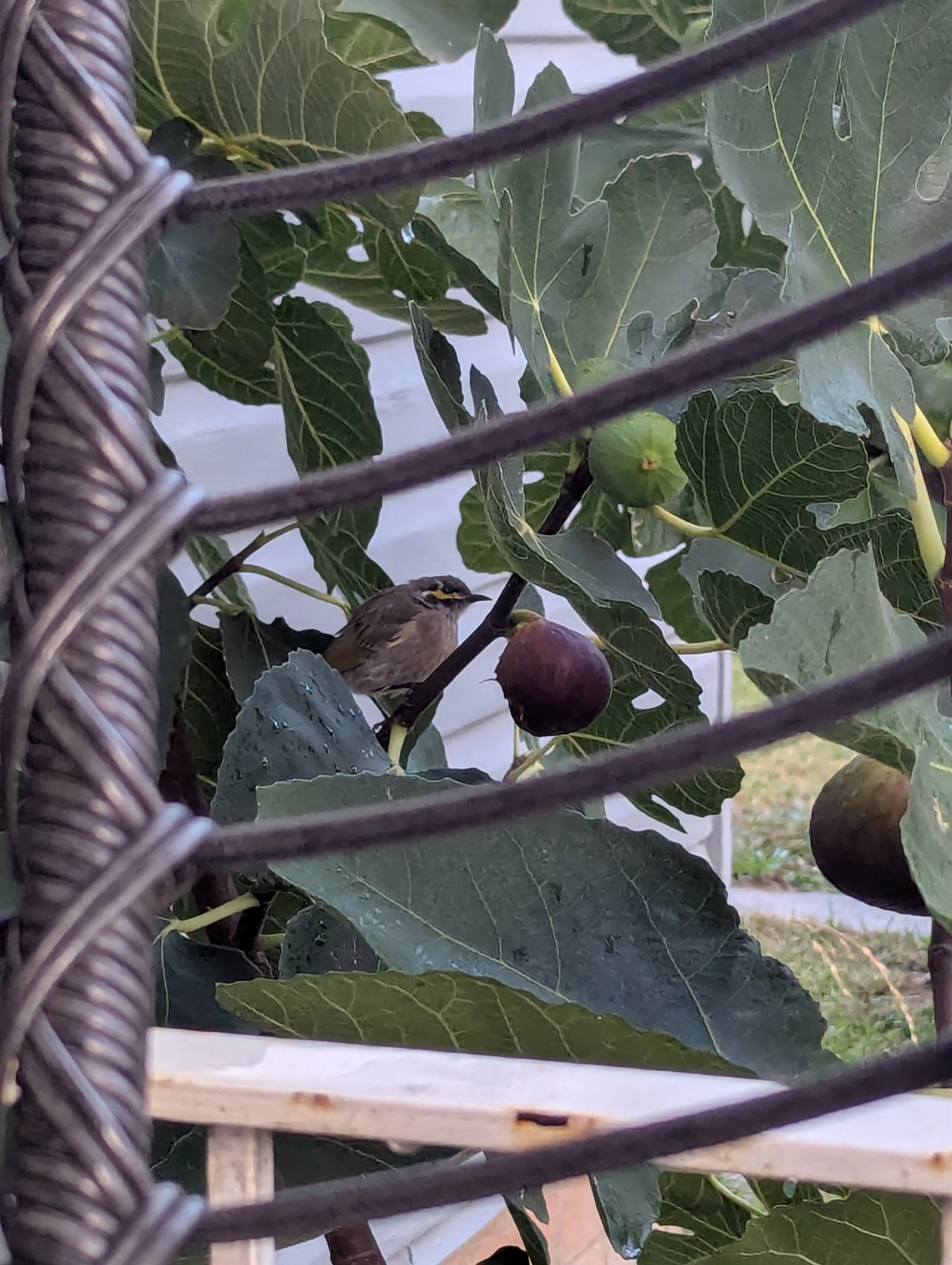 Honeyeaters, Silvereyes, and Dollarbirds, Oh My! Noticing Migration Patterns in Armidale