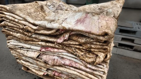 Raw Cow Hides Ready to be Salted