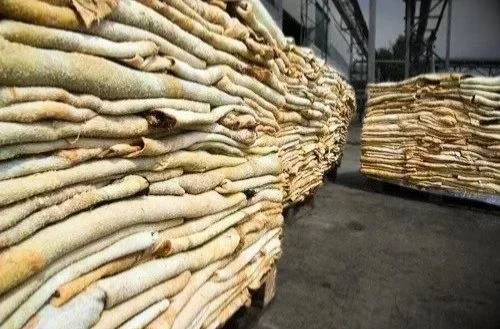 Raw Salted Cow Hides Ready for Transport to the Tannery