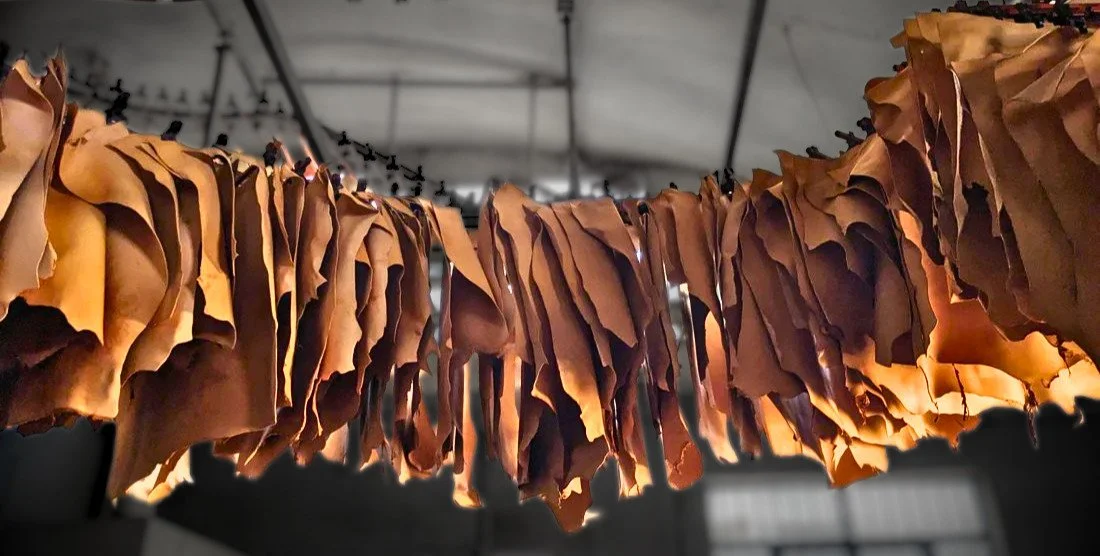 Vegetable Tanned Hides Hanging at the Tannery