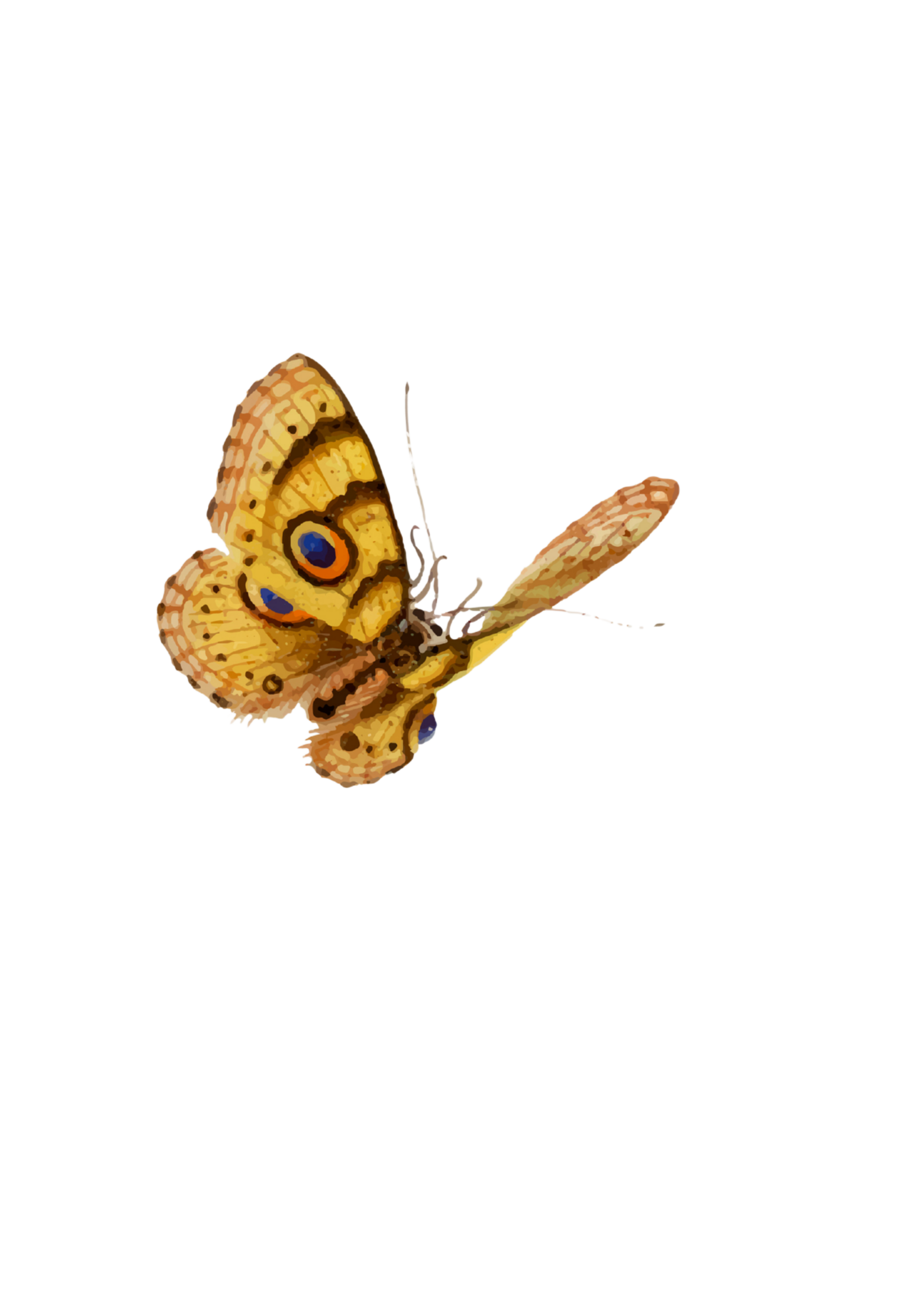 rariteiten zomerkamp in Mechelen