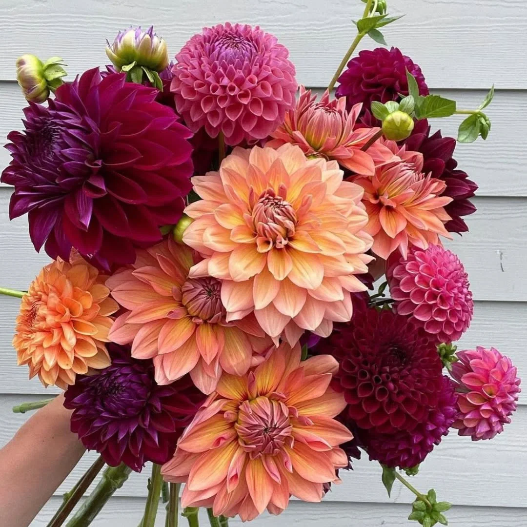 Se marier en automne, c&rsquo;est aussi profiter de ses fleurs de saison. 🍂

Chaque saison a ses tr&eacute;sors, et l&rsquo;automne n&rsquo;est pas en reste.

Voici 4 fleurs phares qui sublimeront vos bouquets et d&eacute;corations de mariage :

Dah