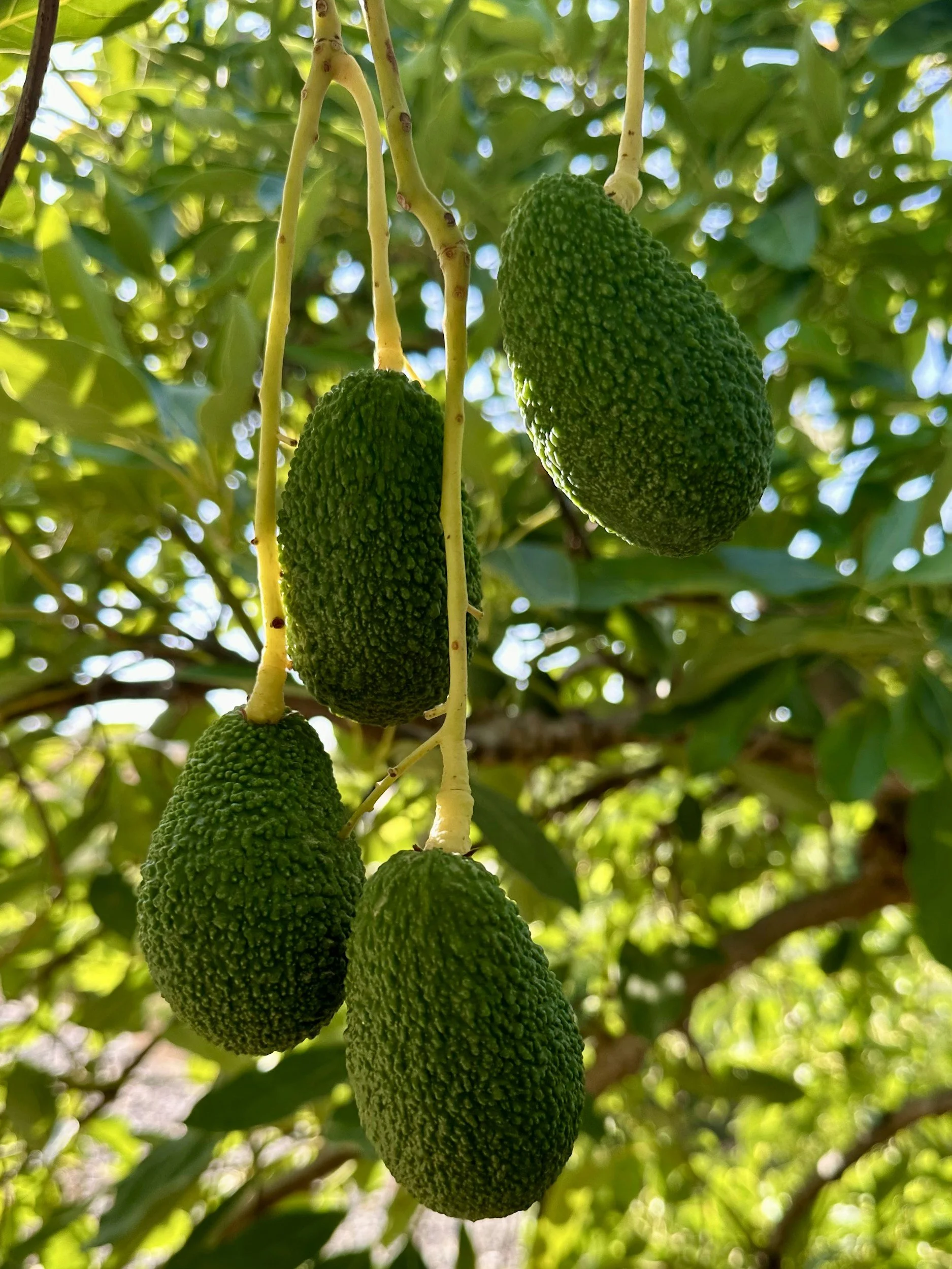Four green avocados hanging from tree branches among green leaves.