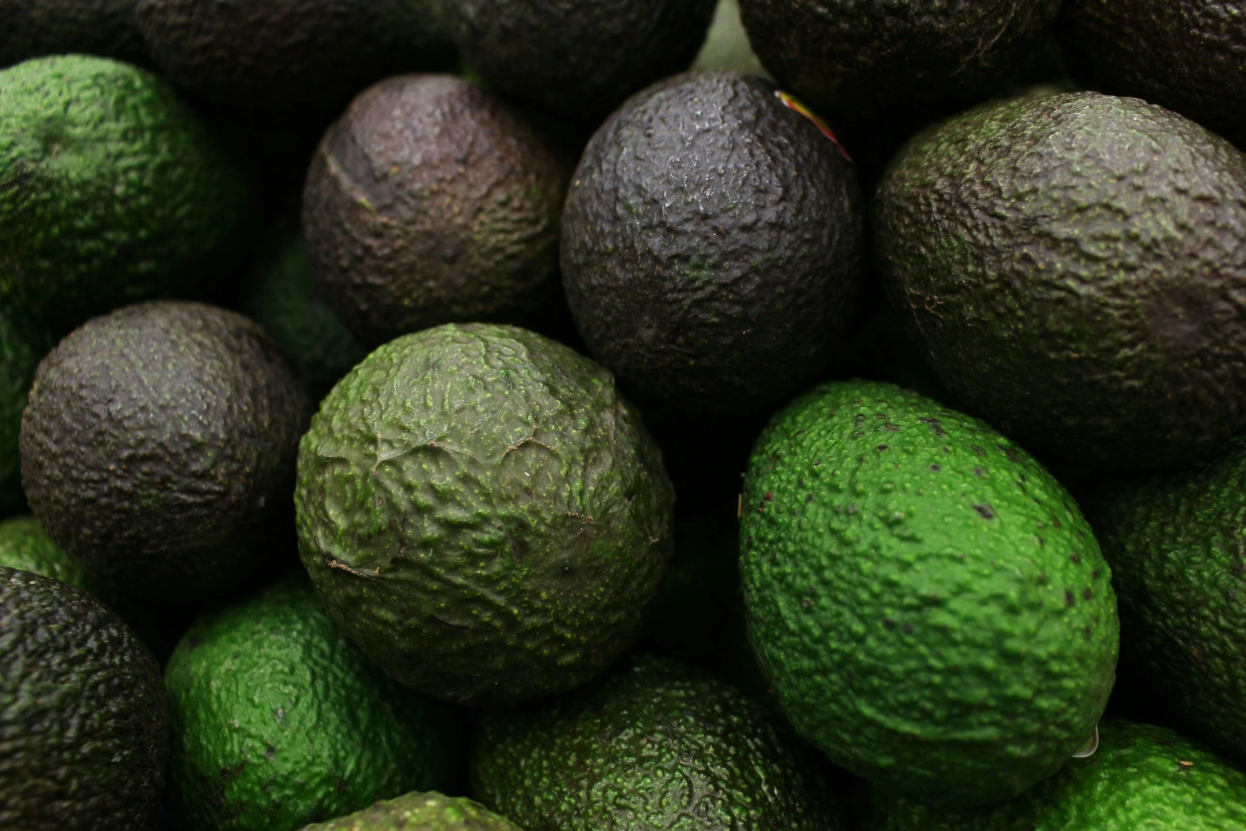 A close-up of multiple avocados, showing their dark green and black textured skin.