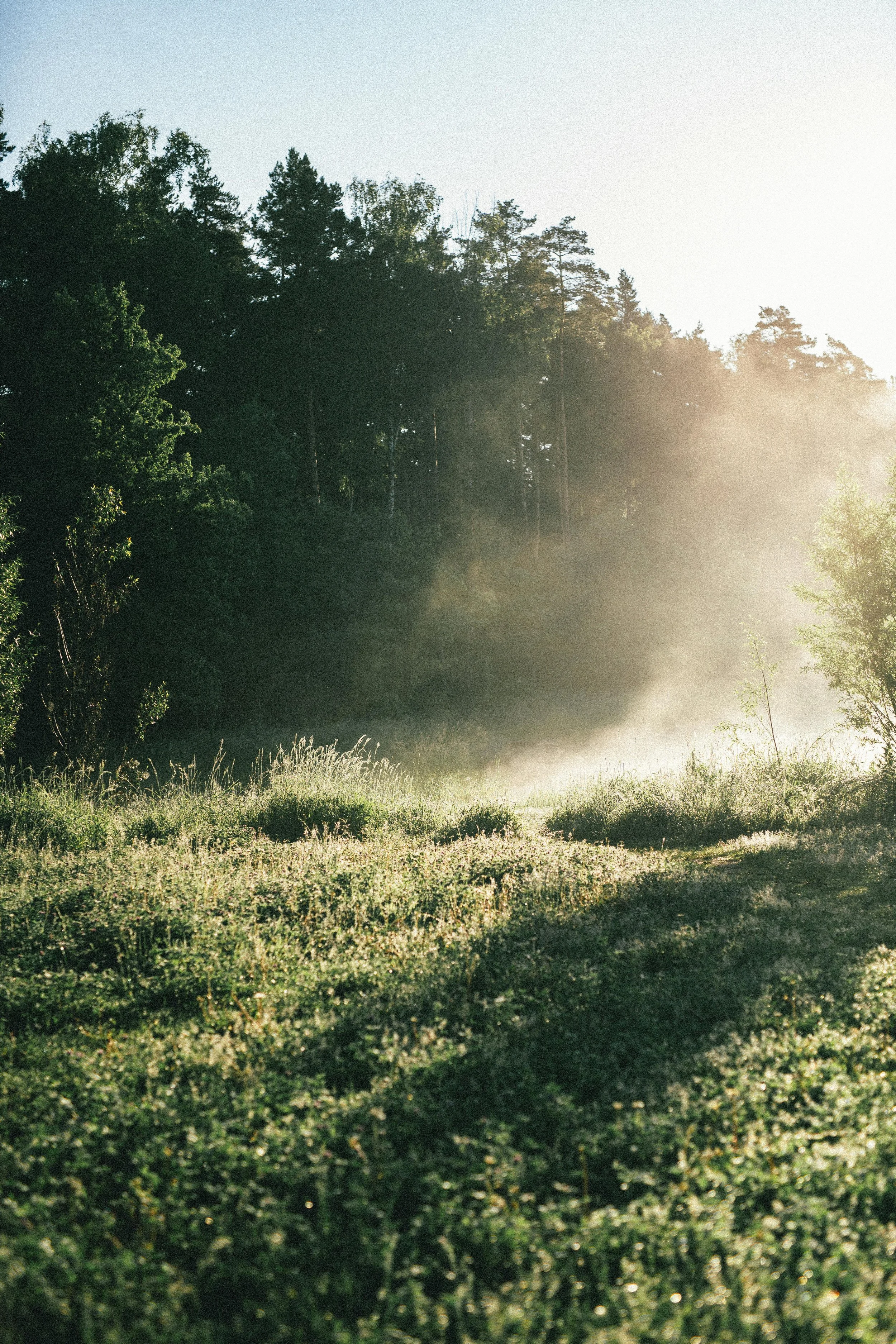 Sunlight shines over a foggy meadow with green grass and trees in the background.