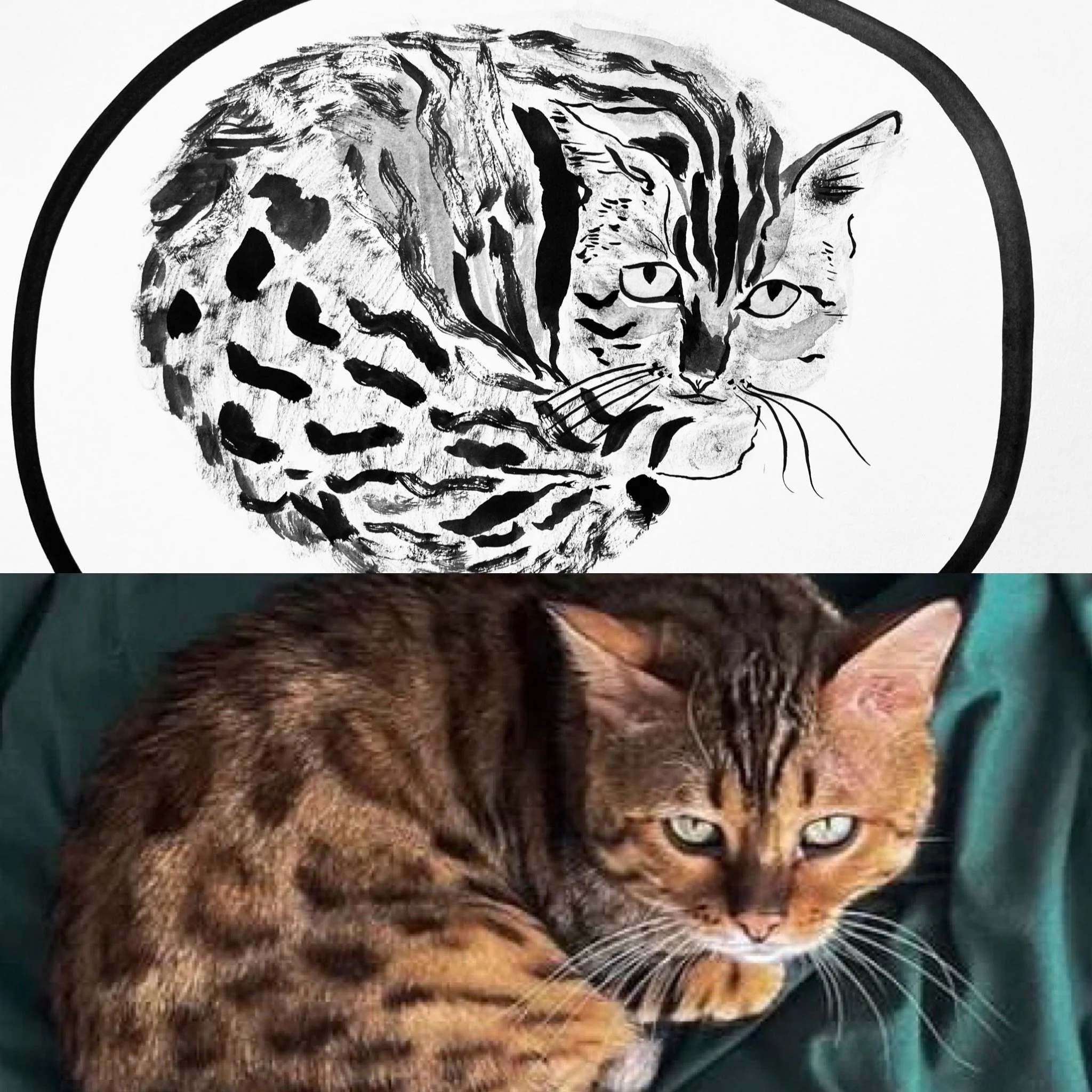 Cat Pet Portrait x1 .JPG