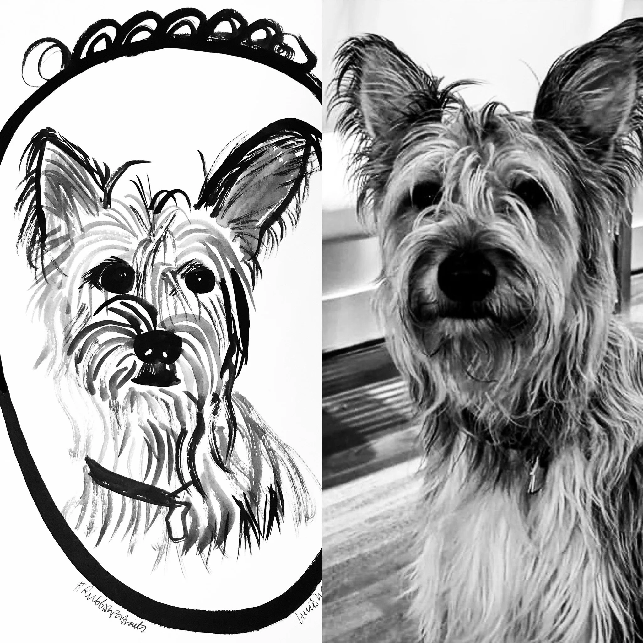 Dog Pet Portrait .JPG