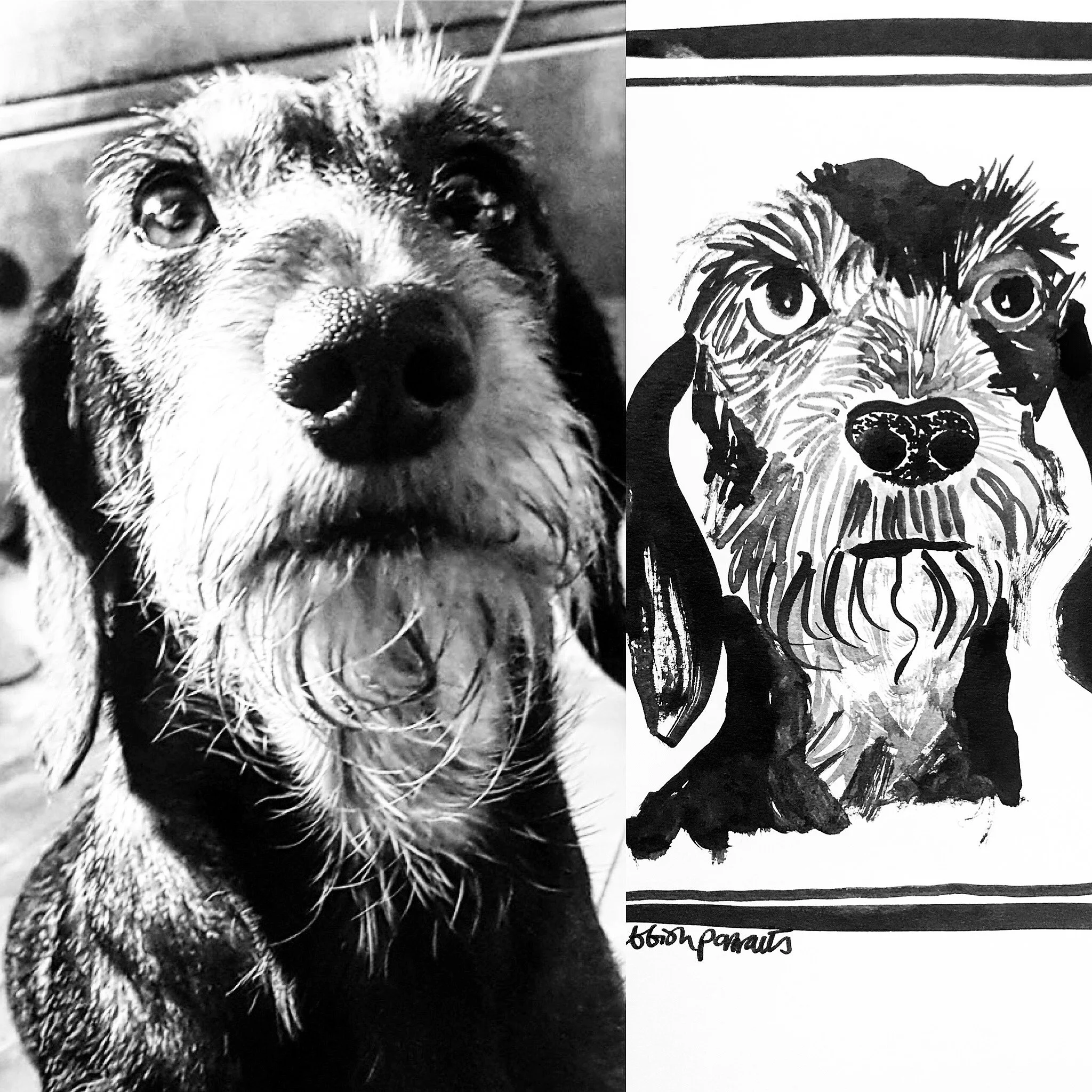 Pet Portrait - Dog .JPG