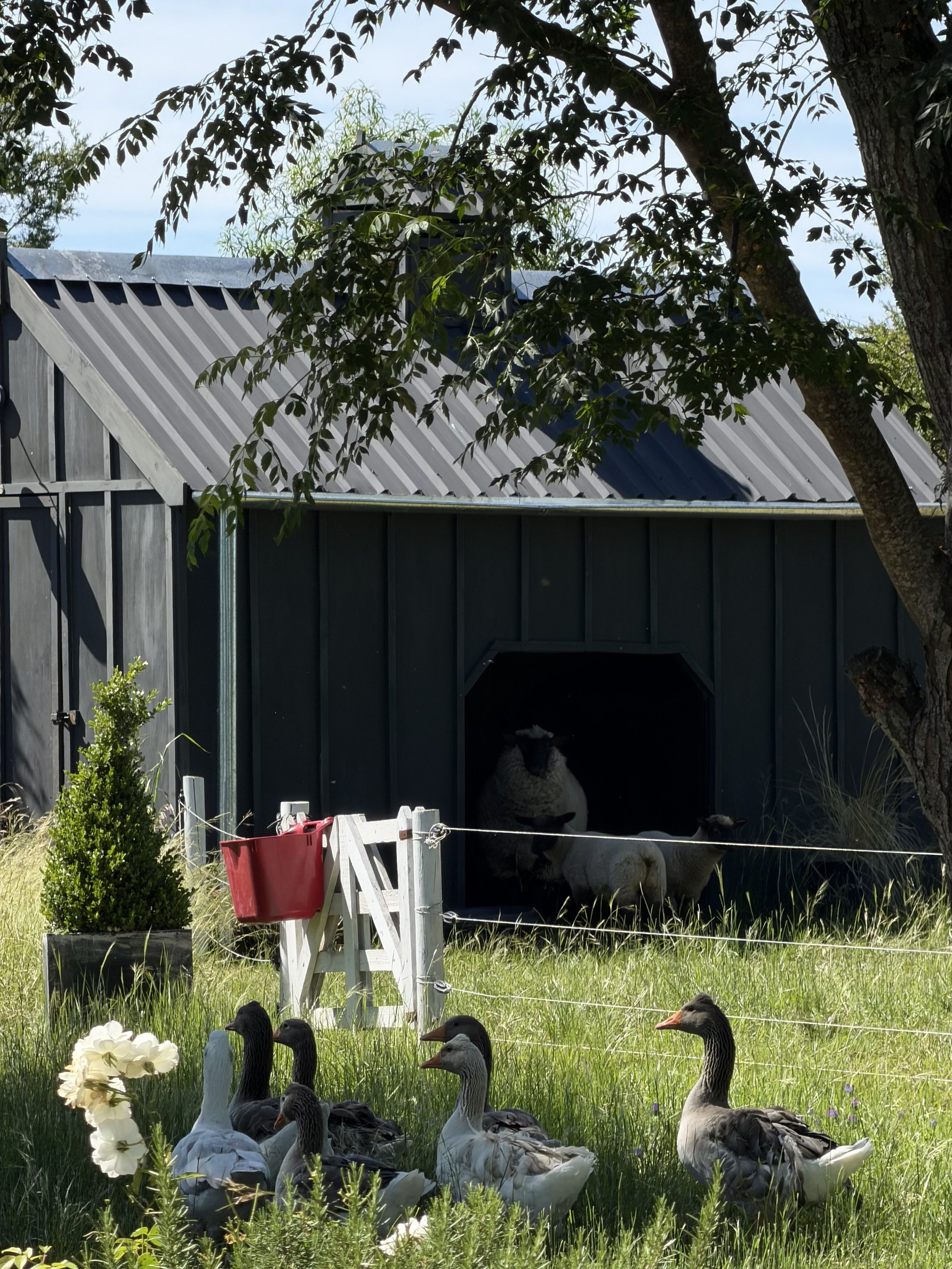Patos y ovejas en un cercado con árbol y una caseta de madera, en un entorno rural.