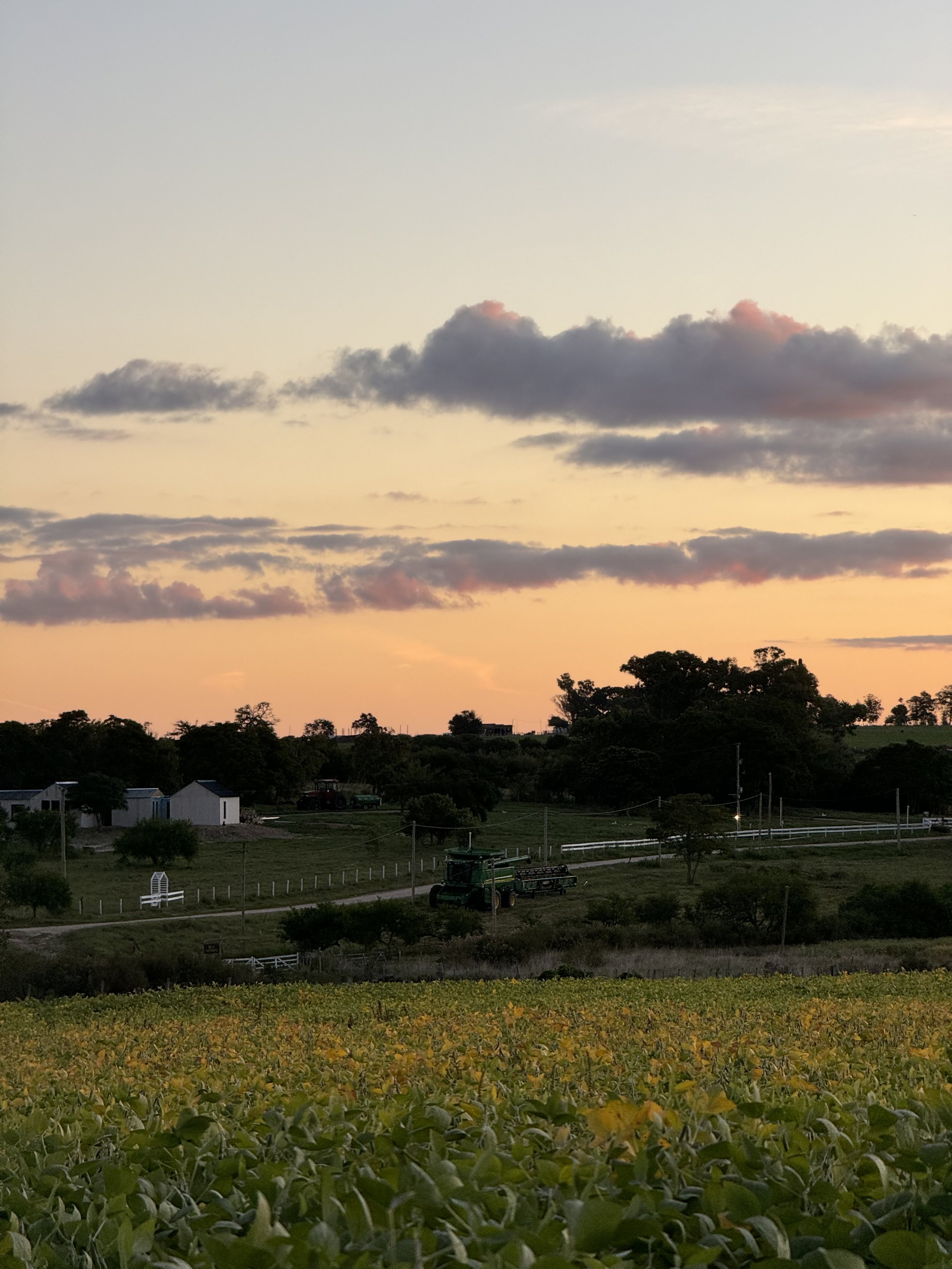 Vista de un campo de cultivo con vegetación verde en primer plano, una tractor en medio, varias casas y árboles dispersos en el fondo, y un cielo con nubes y un atardecer de tonos anaranjados y rosados.