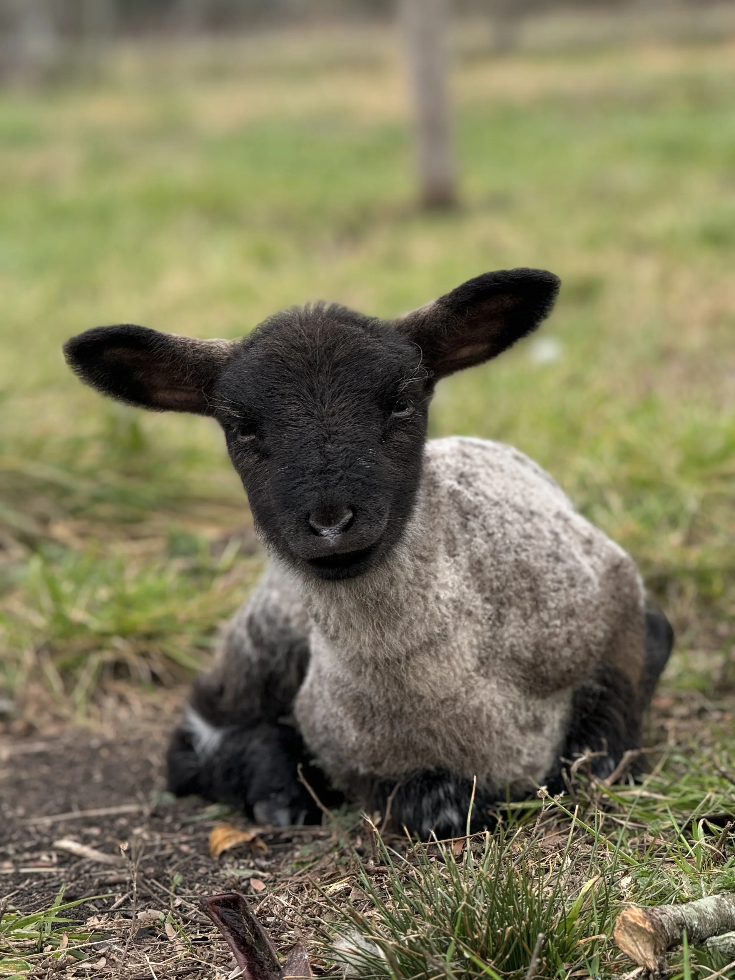 Taller de Equinoccio de otoño- Niños 5 a 12