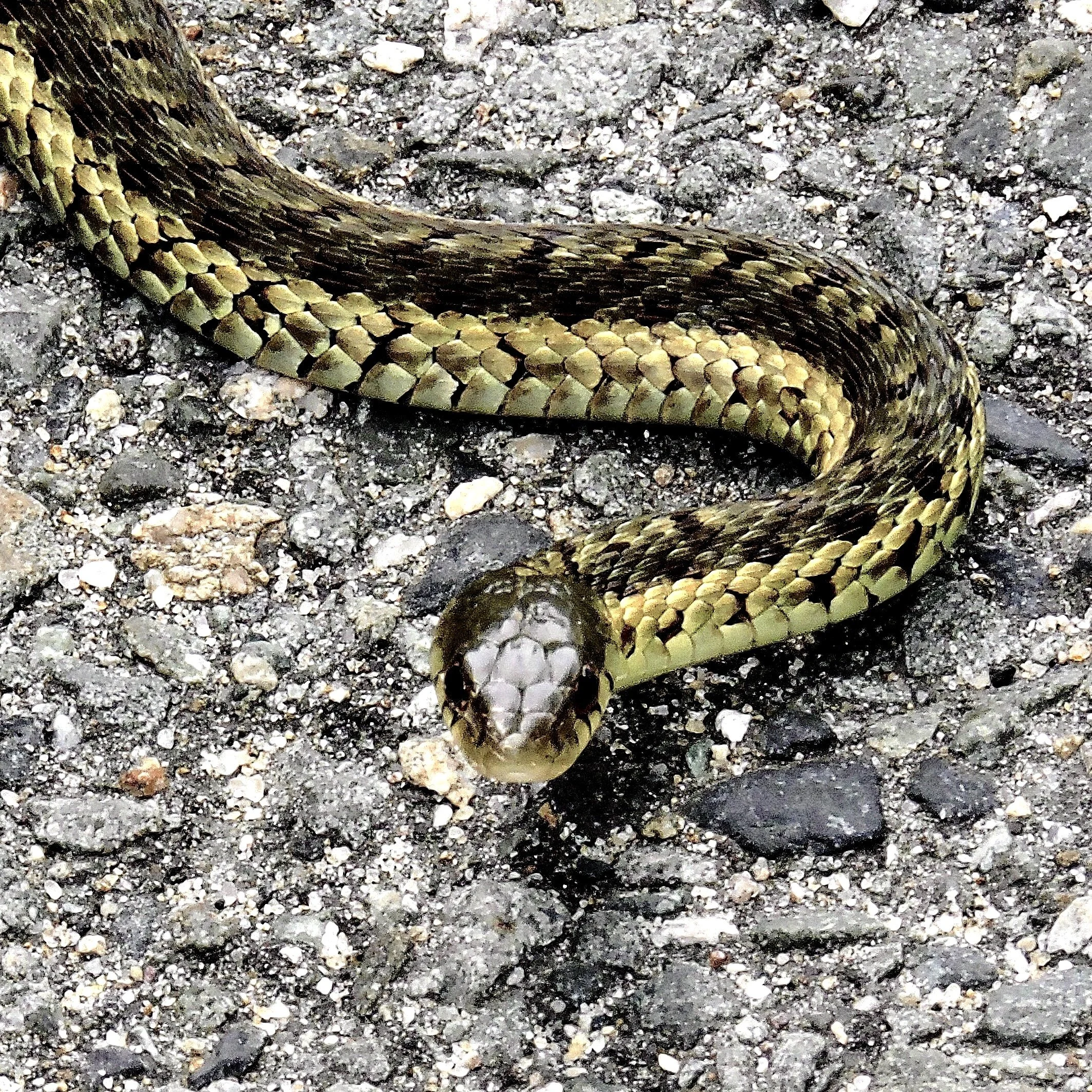 A close-up of a large green snake coiled on a gravel surface.