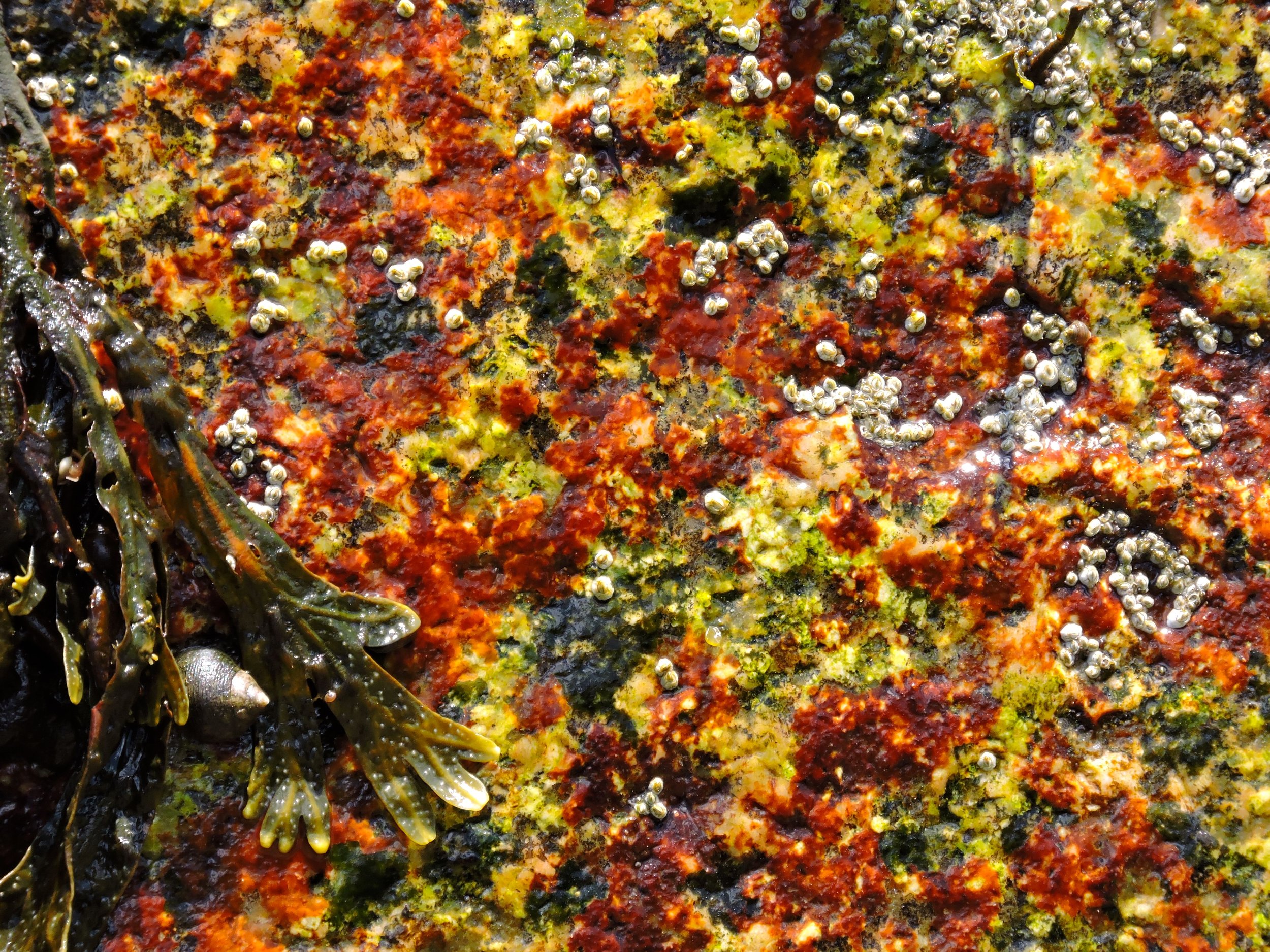 Close-up of a rock covered with colorful marine algae and barnacles, displaying red, yellow, black, and green patches.