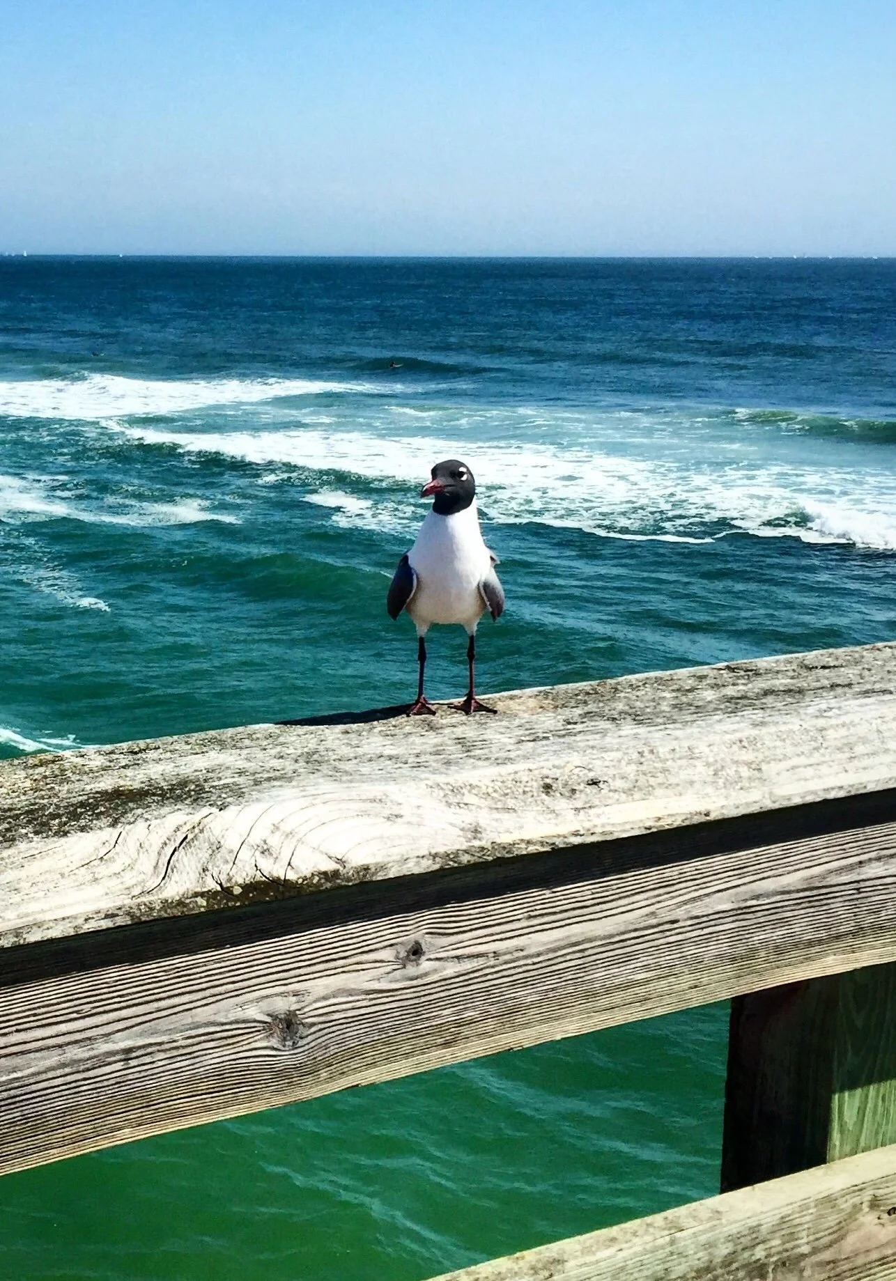A seagull standing on a wooden pier overlooking the ocean with blue sky in the background.