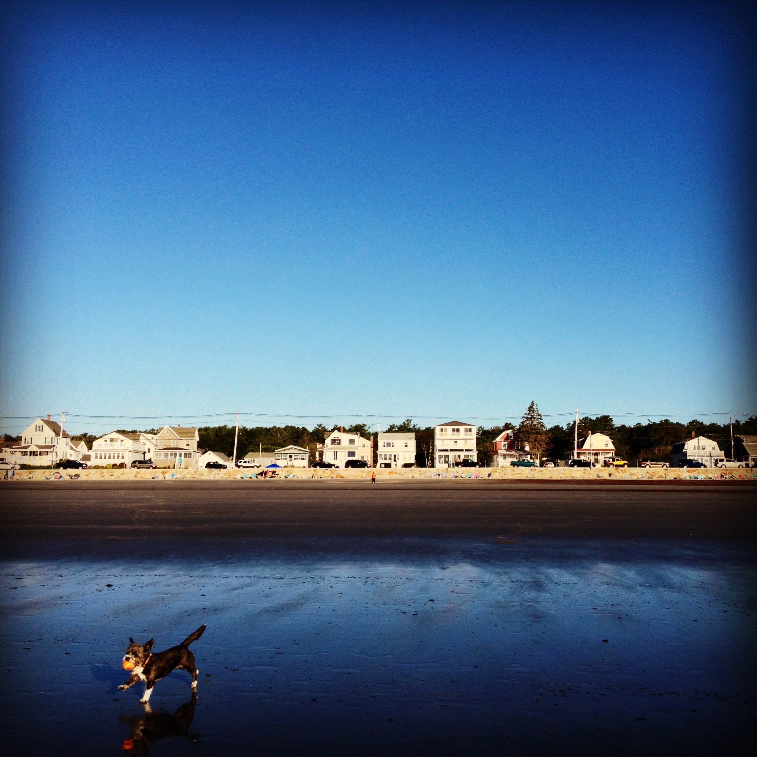 Dog running on wet sand at the beach, with houses and trees in the background under a blue sky.