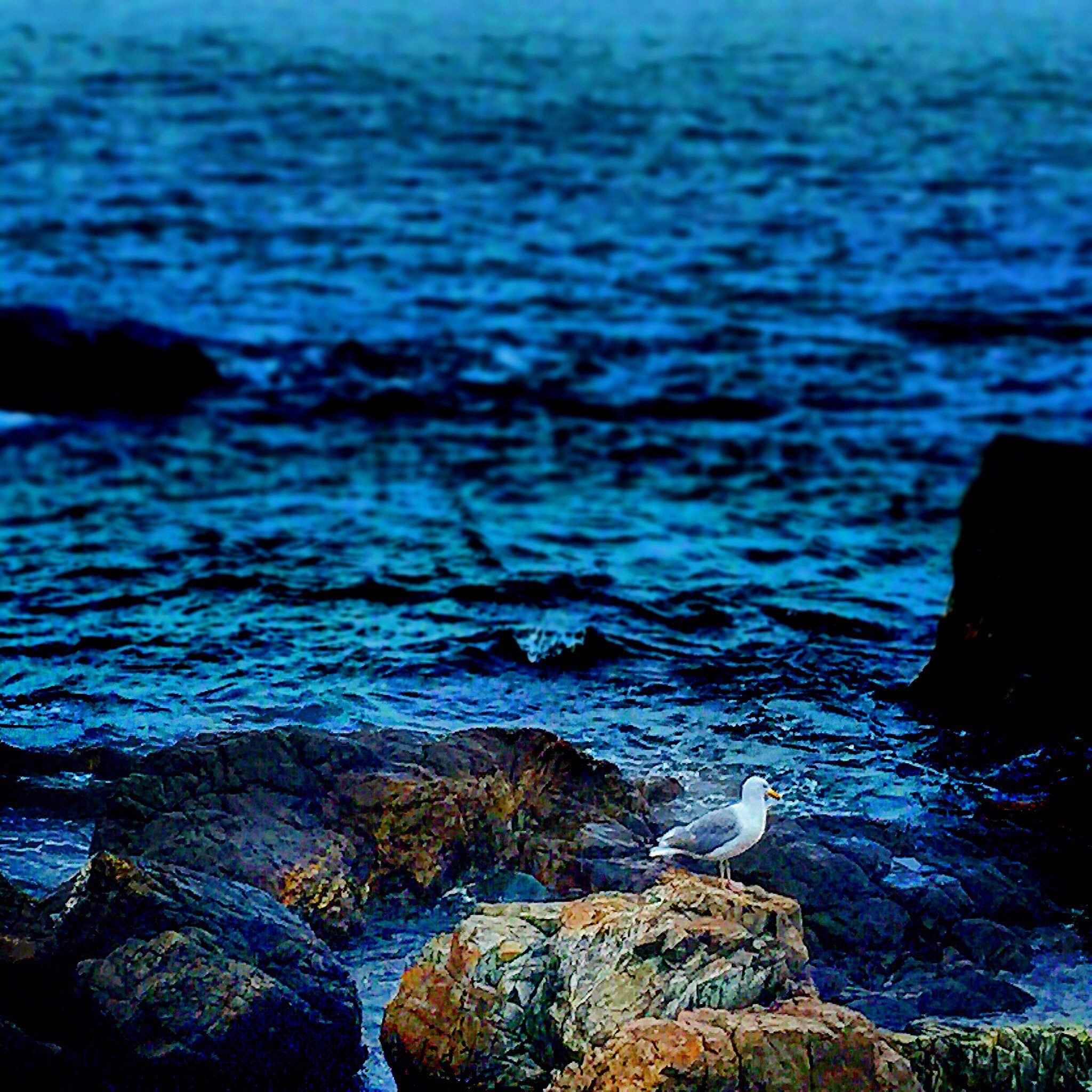A small white bird standing on rocky terrain in front of a body of water with visible ripples, under a clear sky.