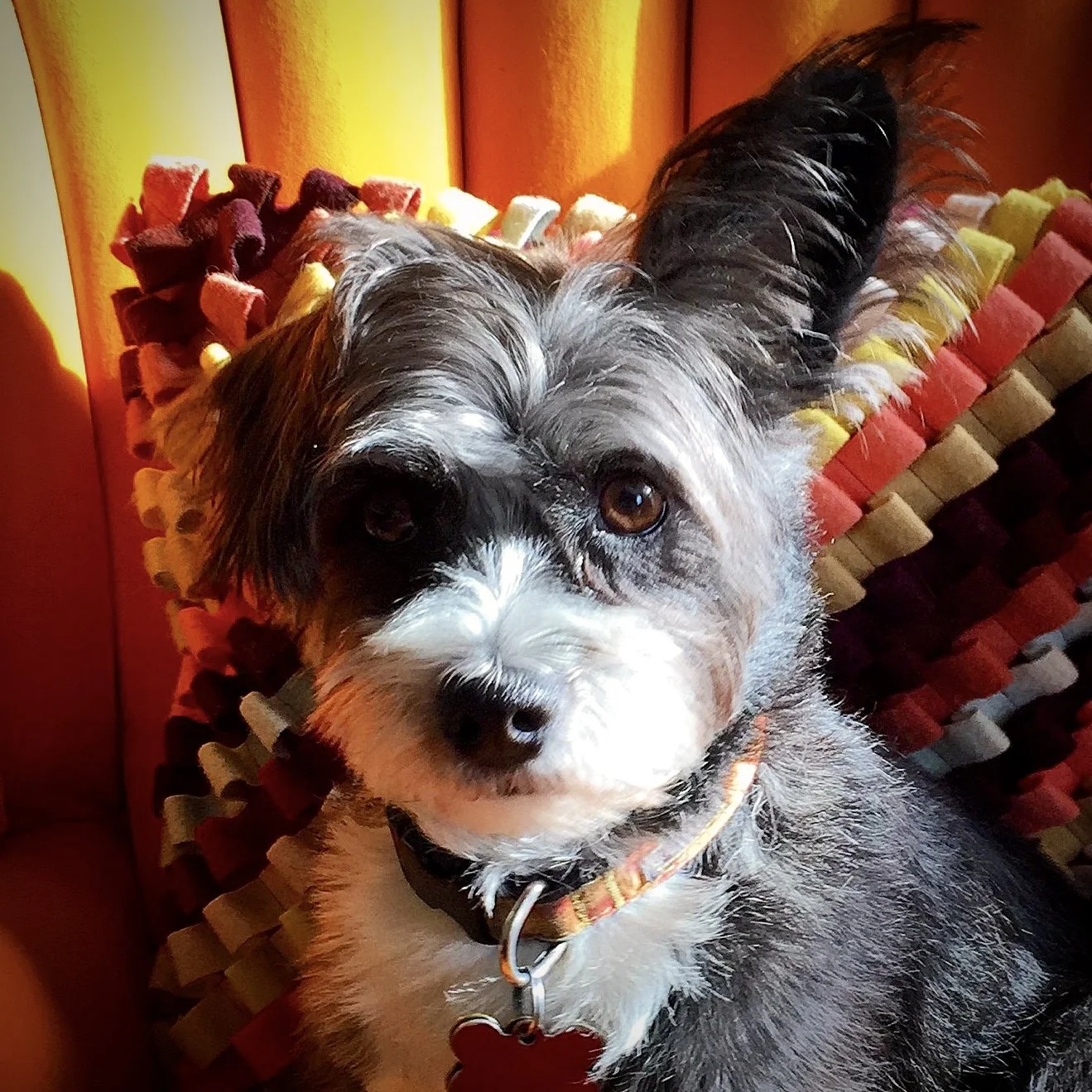 8 Lola Portrait.JPG
