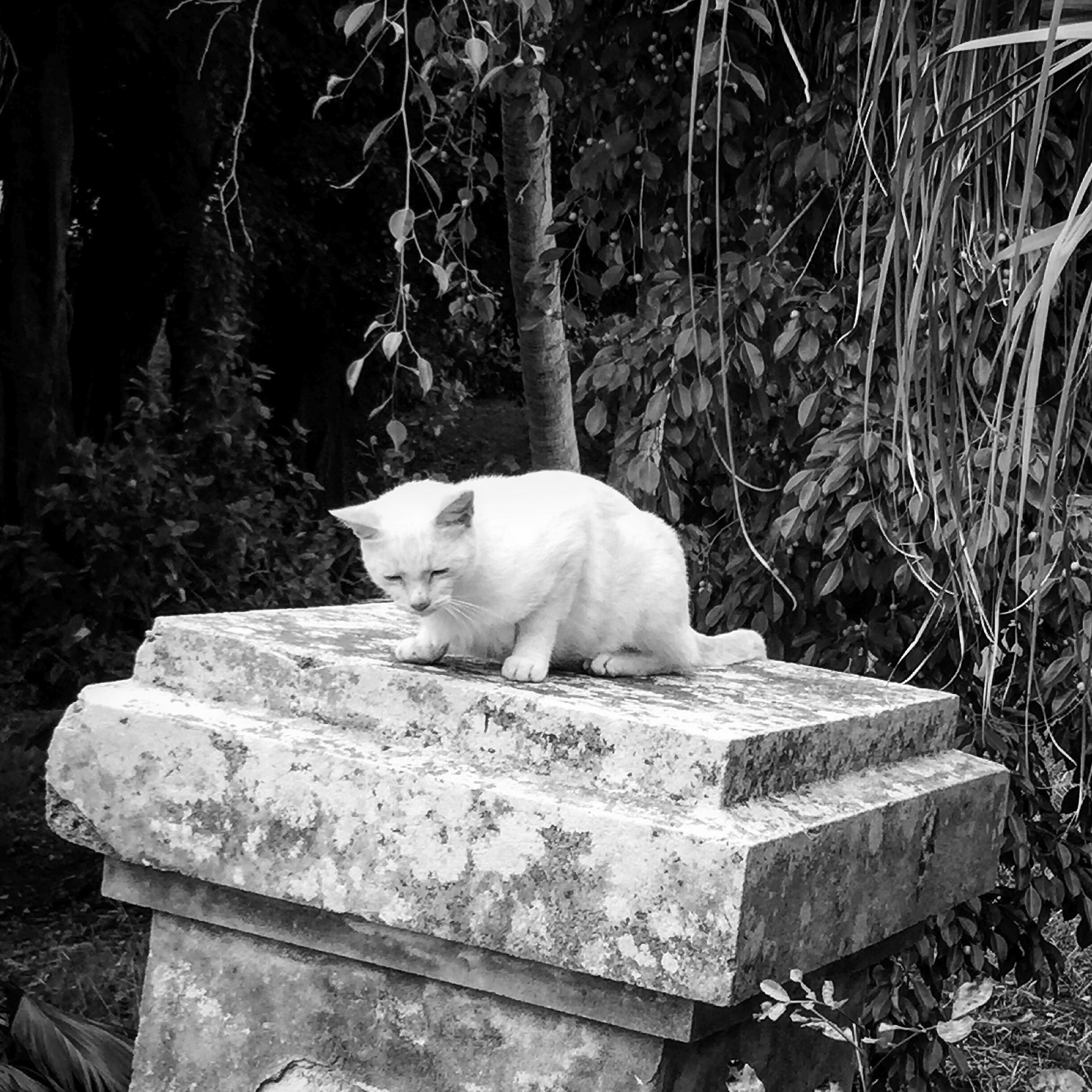 5 Bermuda Cat.JPG