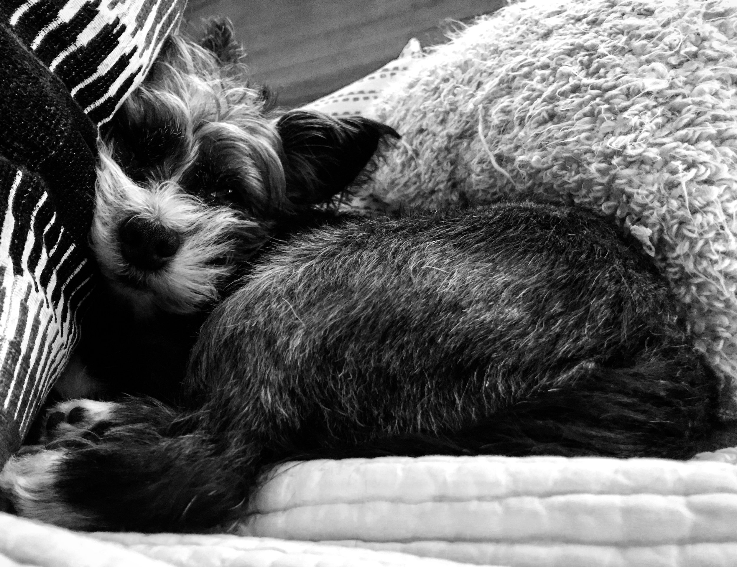 9 Lola B&W.JPG