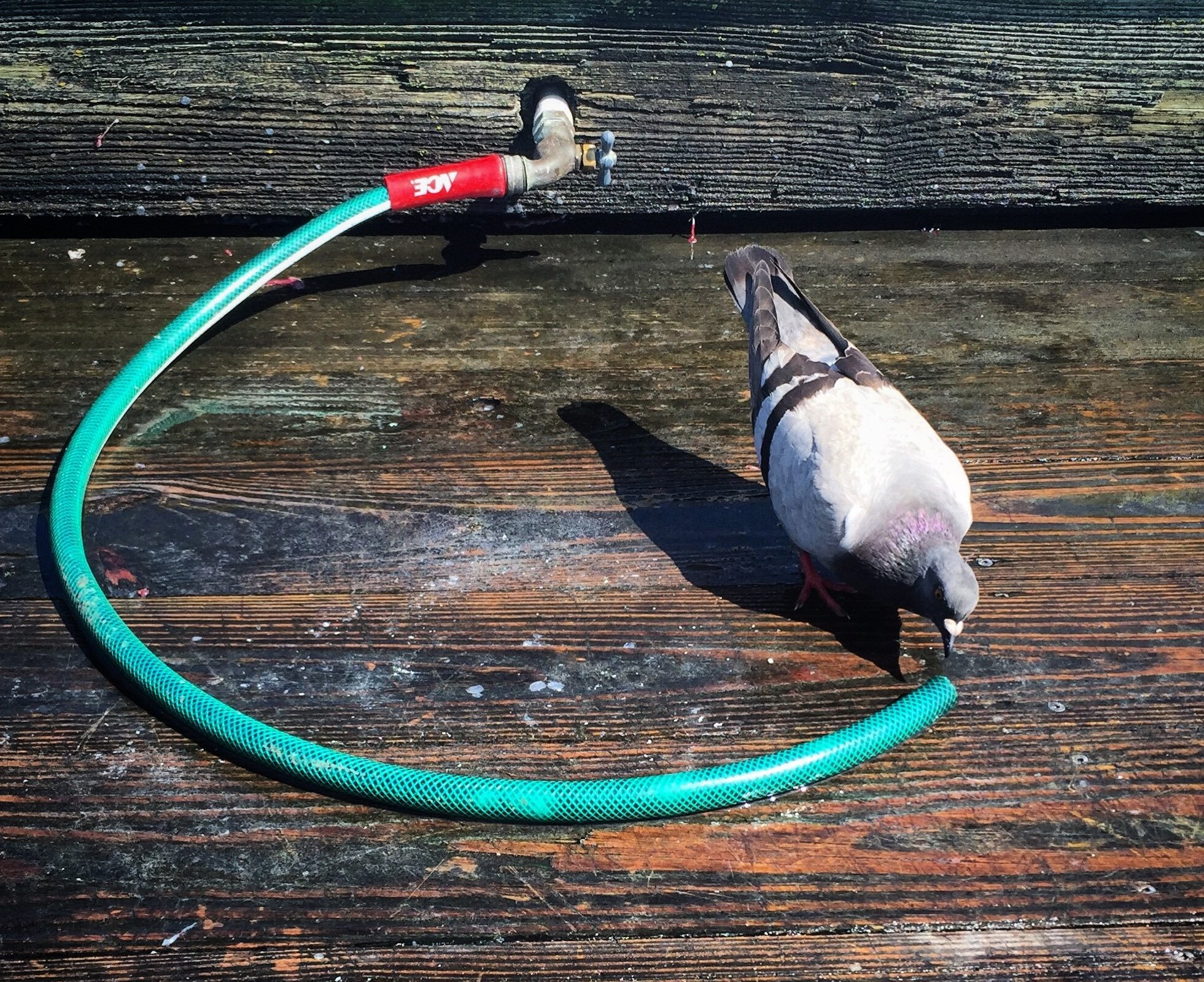 3 bird and pipe 3.JPG