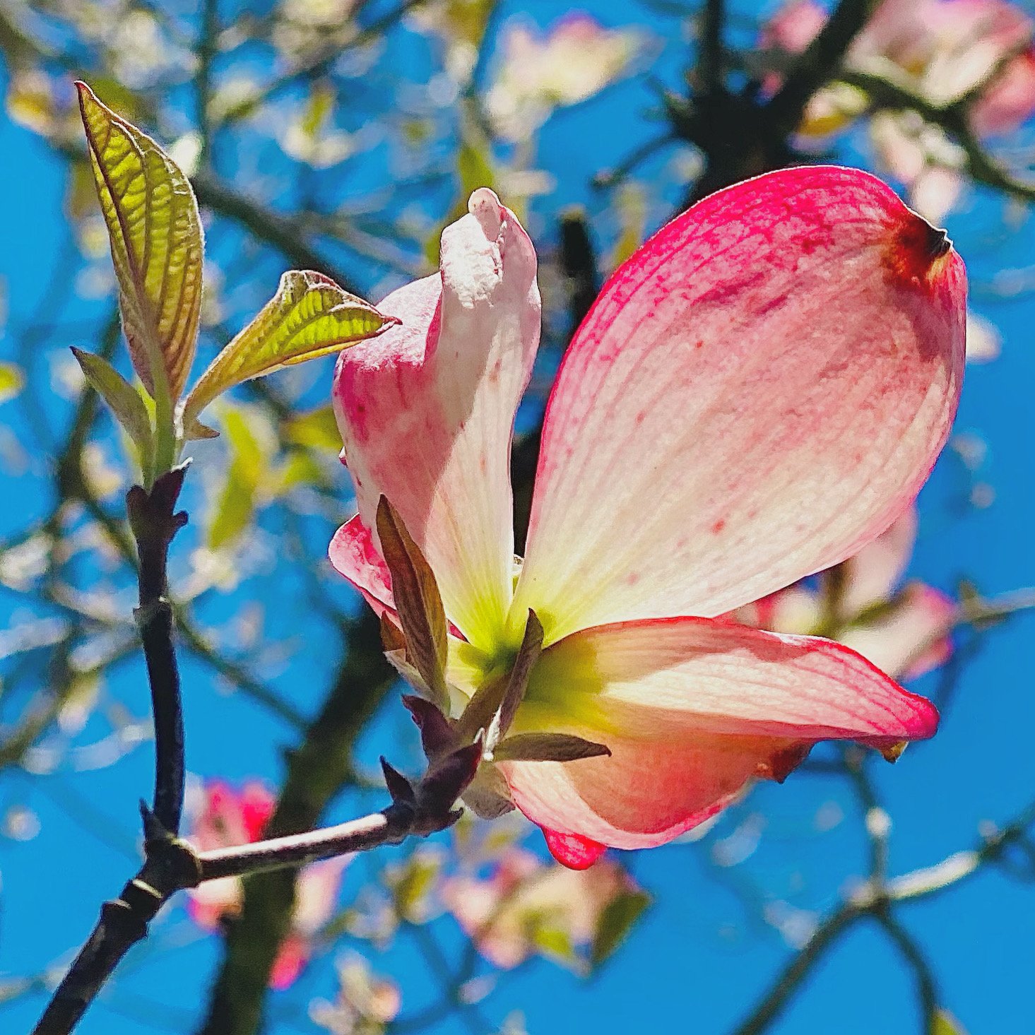 12 flower.jpg