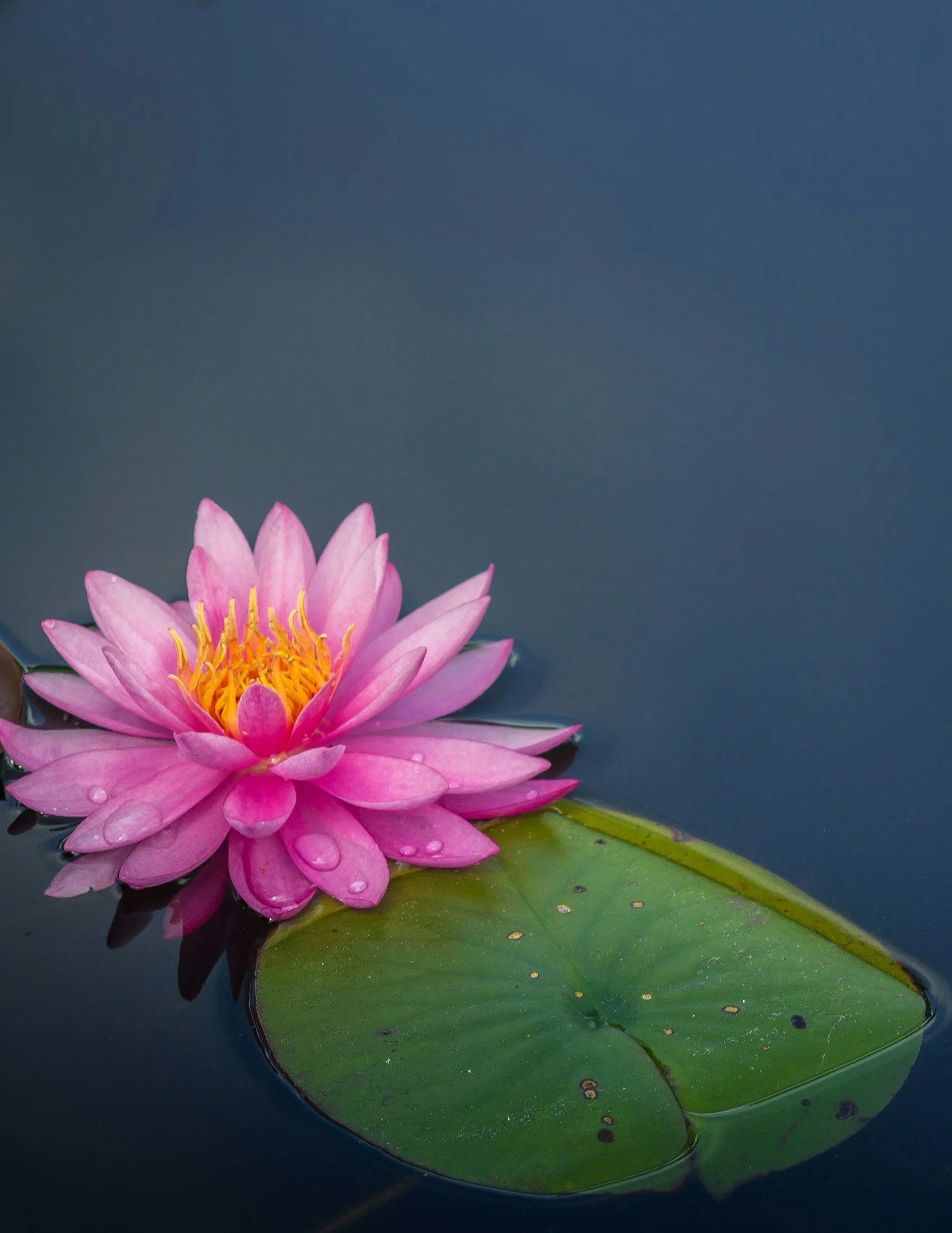 A pink water lily flower with yellow stamens floating on dark water, with a green lily pad nearby.