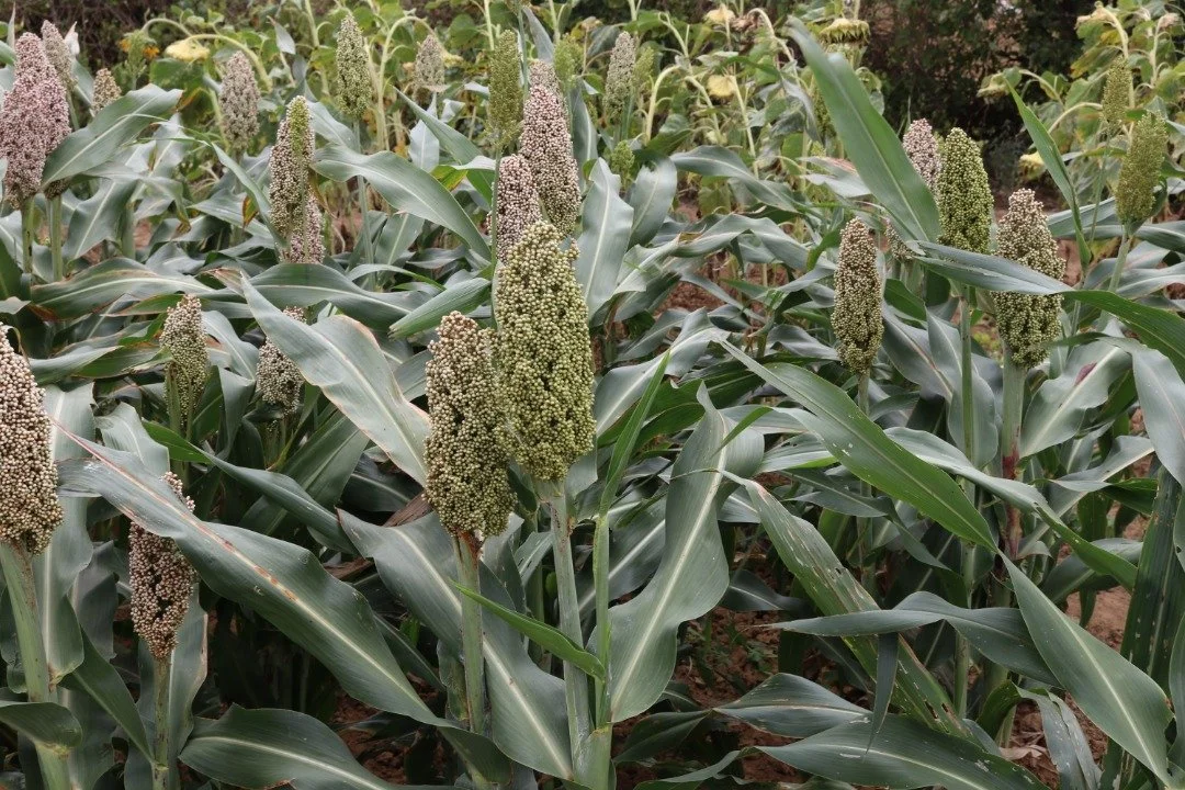 WhatsApp Image 2025-07-30 at 15.05.22.jpeg