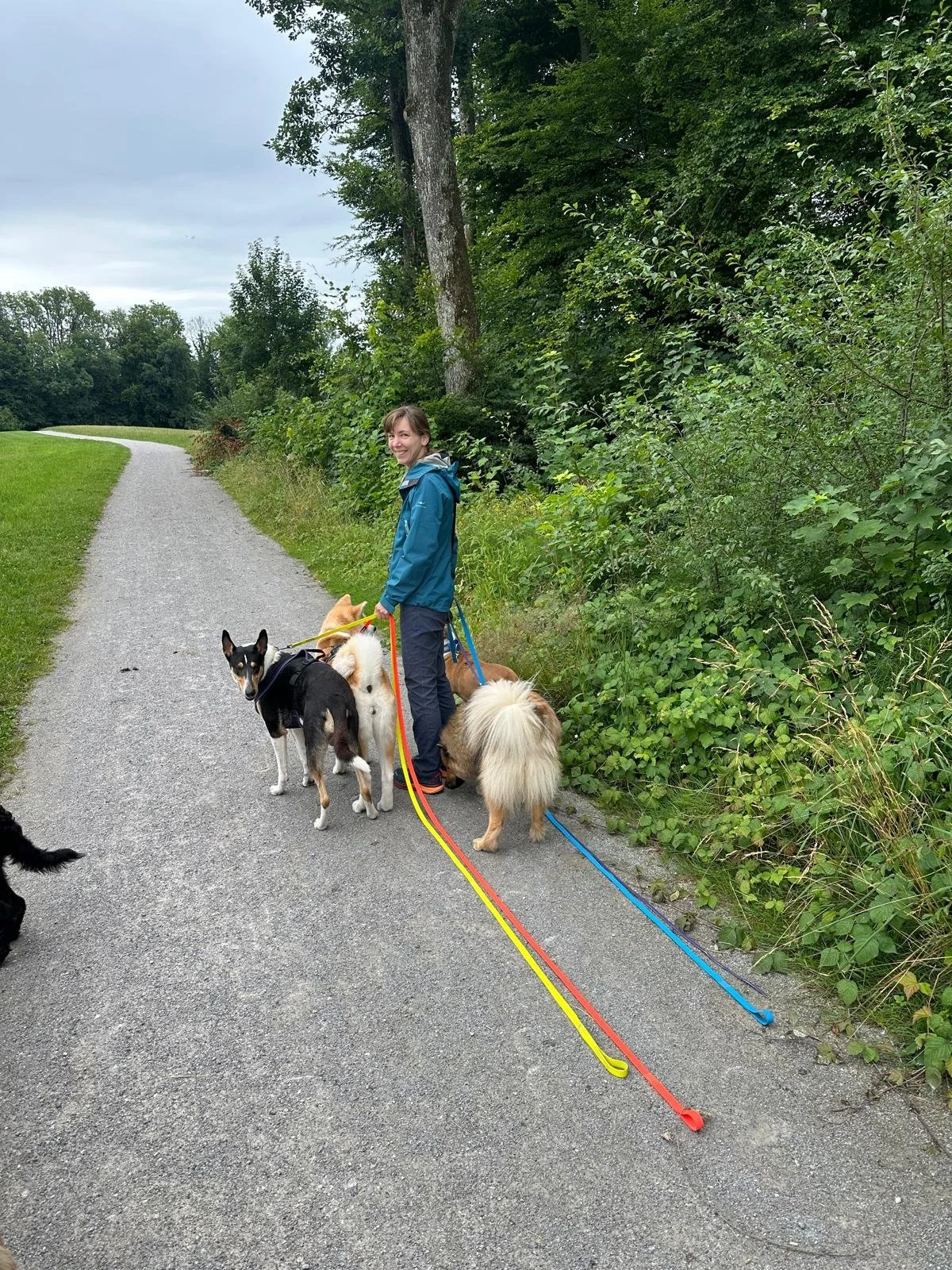 Frau mit fünf Hunden auf einem Wanderweg im Grünen, umgeben von Bäumen und Sträuchern.