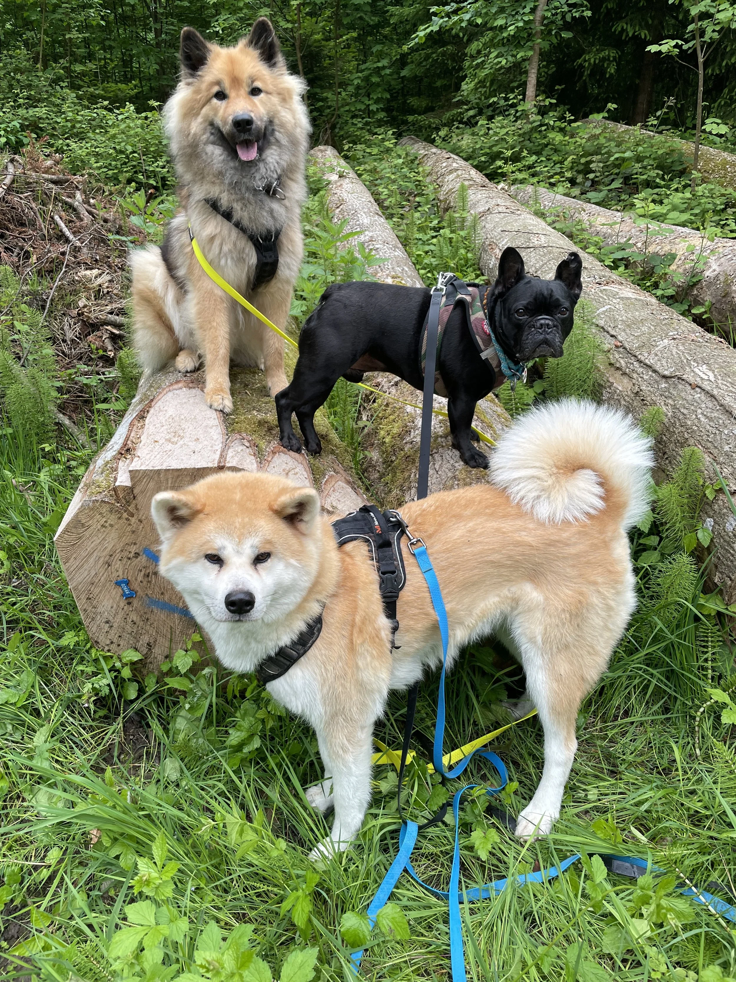 Vier Hunde, ein großer schuxkiger Hund und ein kleinerer, stehen auf gefällten Baumstämmen in einem grünen Wald.