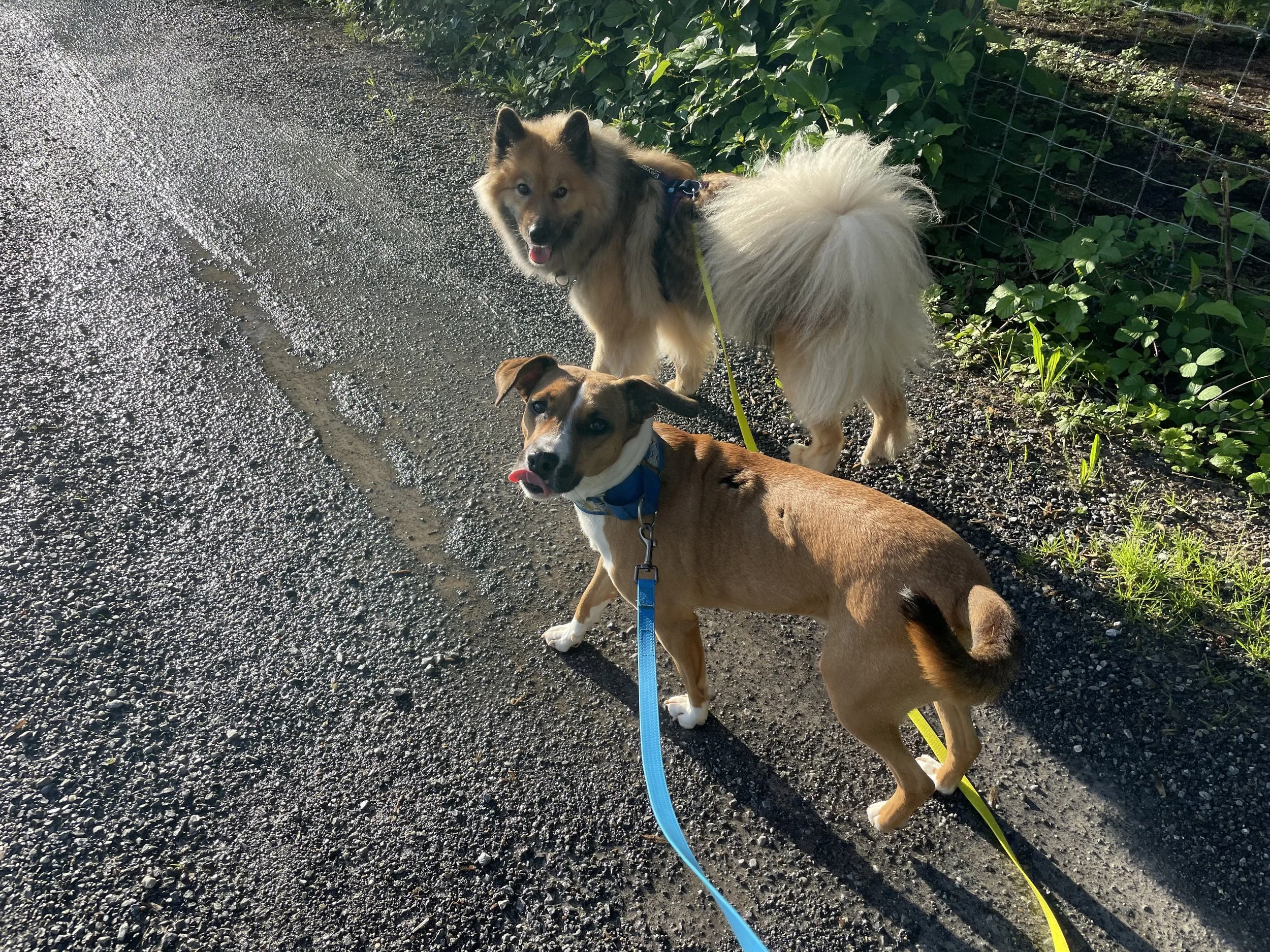 Zwei Hunde auf einem Weg im Freien, einer ist ein Husky-Mischling und der andere ein brauner Hund, beide tragen Halsbänder und Leinen.