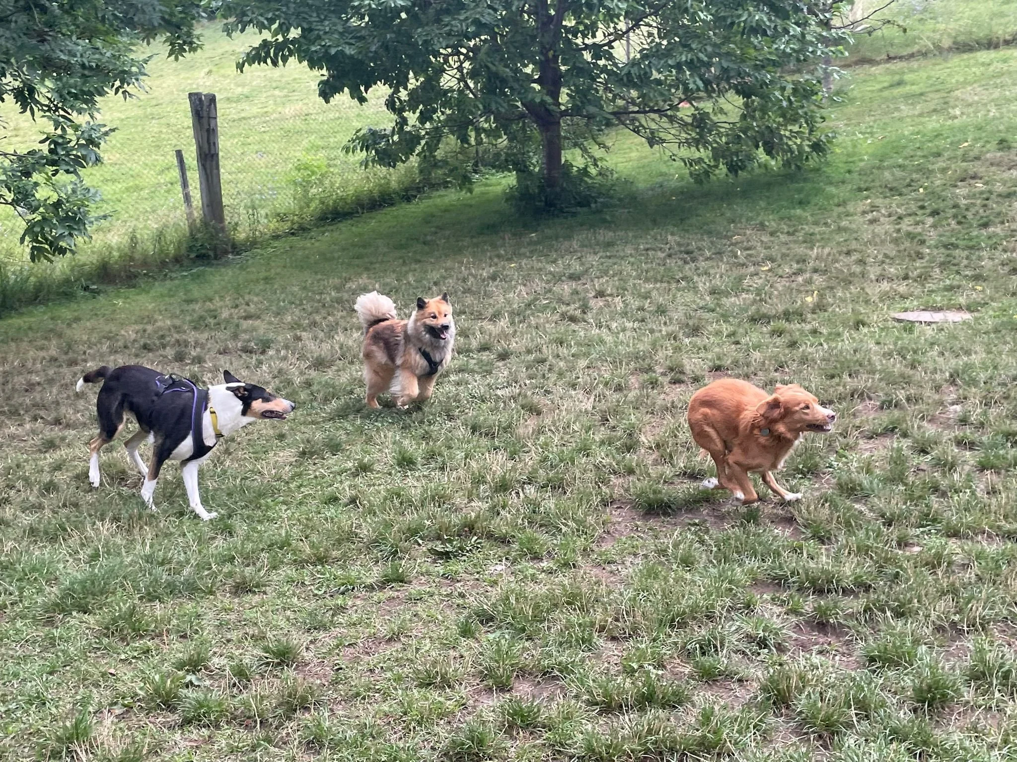 Drei Hunde rennen auf einer grasbewachsenen Fläche, mit Bäumen und einem Zaun im Hintergrund.