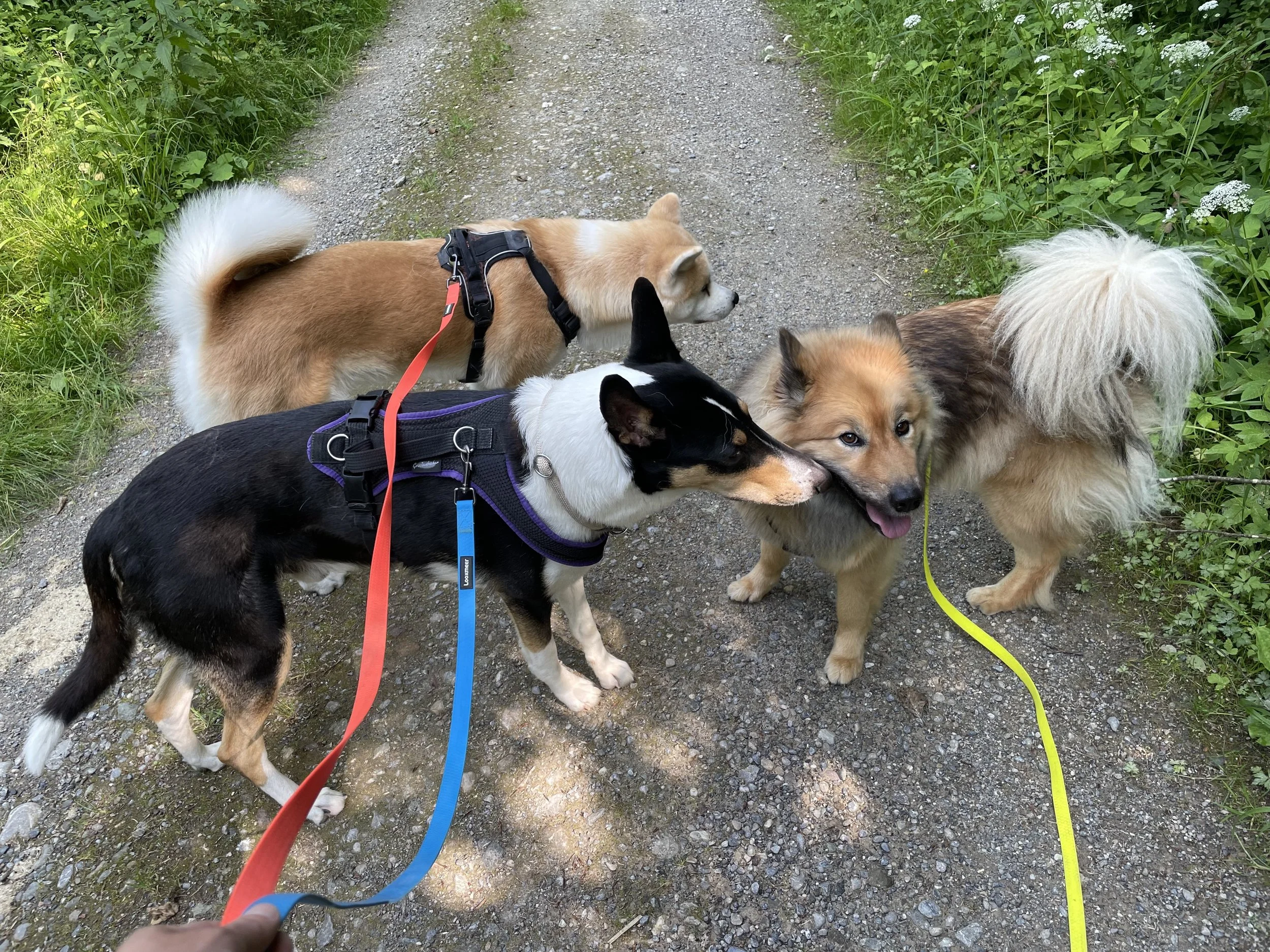 Drei Hunde auf einem Waldweg, der zweite Hund schnuppert am dritten Hund, während der erste Hund im Hintergrund geht.