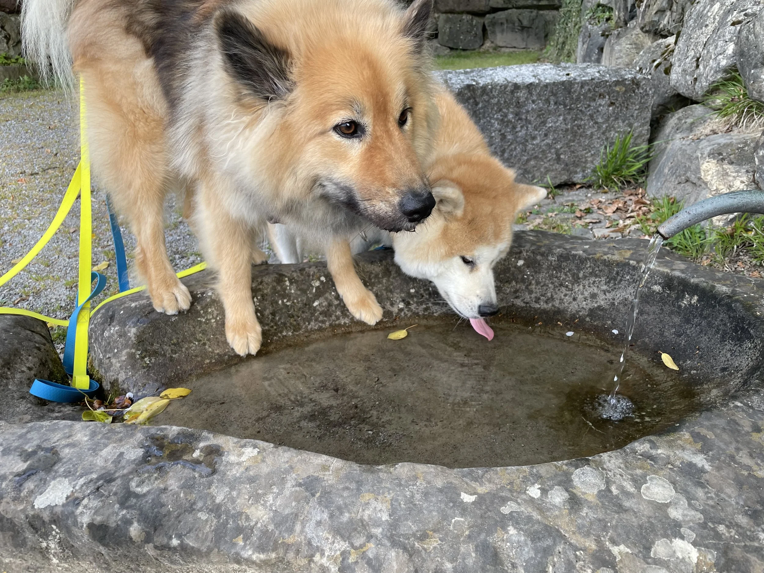 Zwei Hunde trinken Wasser aus einer Steinbrunnenschale, eine ist braun mit schwarzen Markierungen, die andere ist weiß mit braunen Markierungen. Es ist eine Outdoor-Umgebung mit Steinen und Pflanzen.