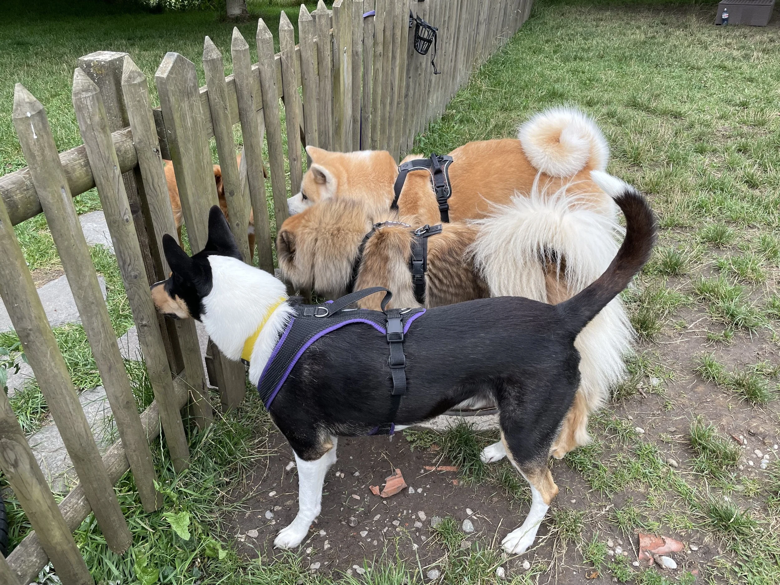 Drei Hunde schnüffeln an einer Holzzaun im Garten, einer ist schwarz-weiß mit gelbem Halsband, ein weiterer ist groß mit braunem Fell, der dritte ist klein mit braunem Fell und trägt ein schwarzes Geschirr.