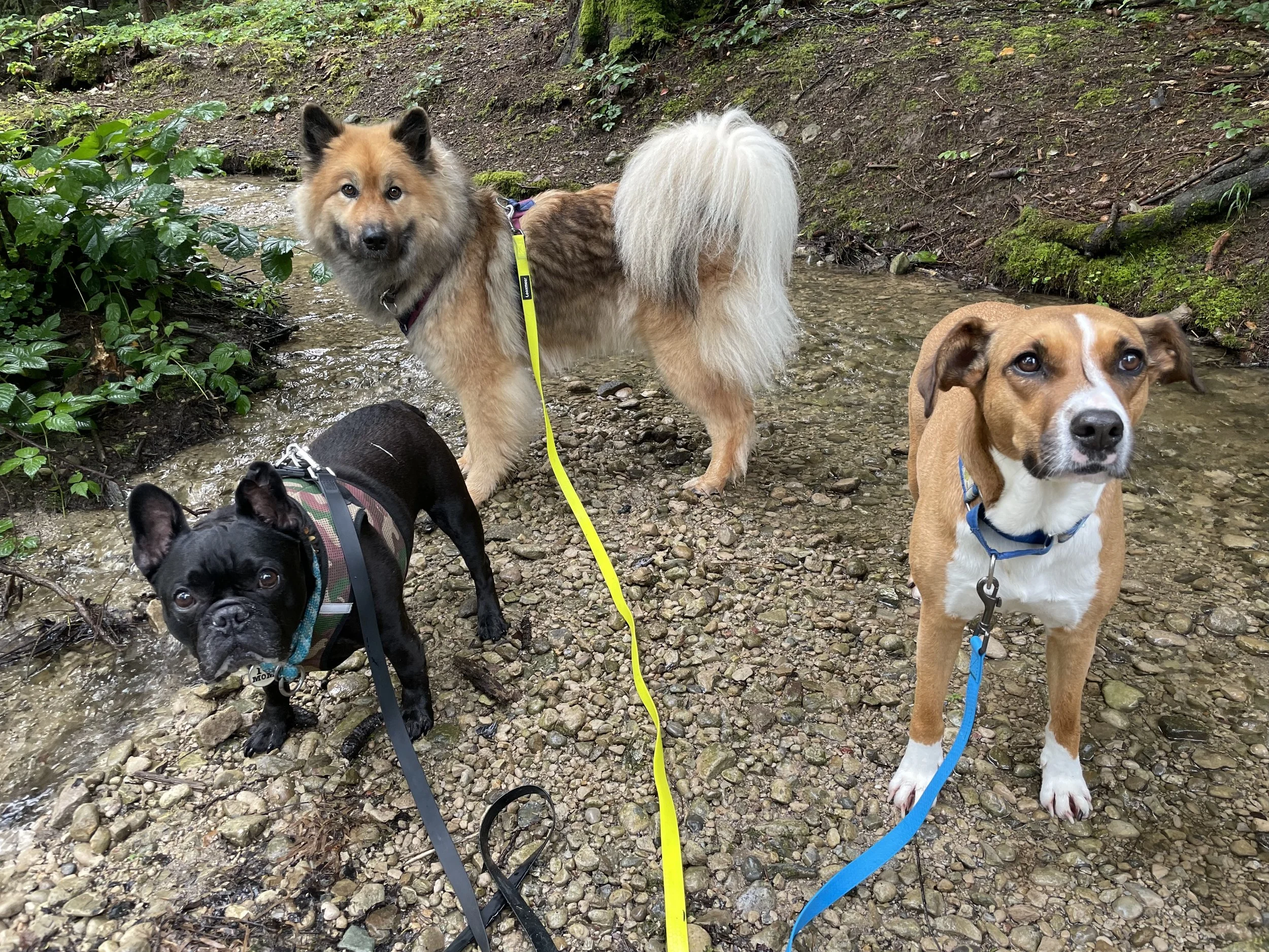 Drei Hunde verschiedener Rassen stehen an einem kleinen Bach im Grünen.