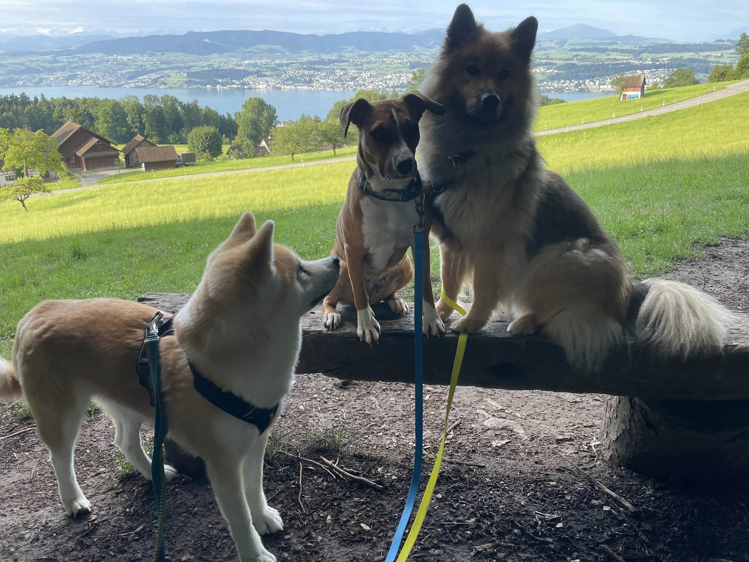 Drei Hunde sitzen und stehen auf einer Holzbank in einer grünen Landschaft mit Blick auf einen See und Berge im Hintergrund.