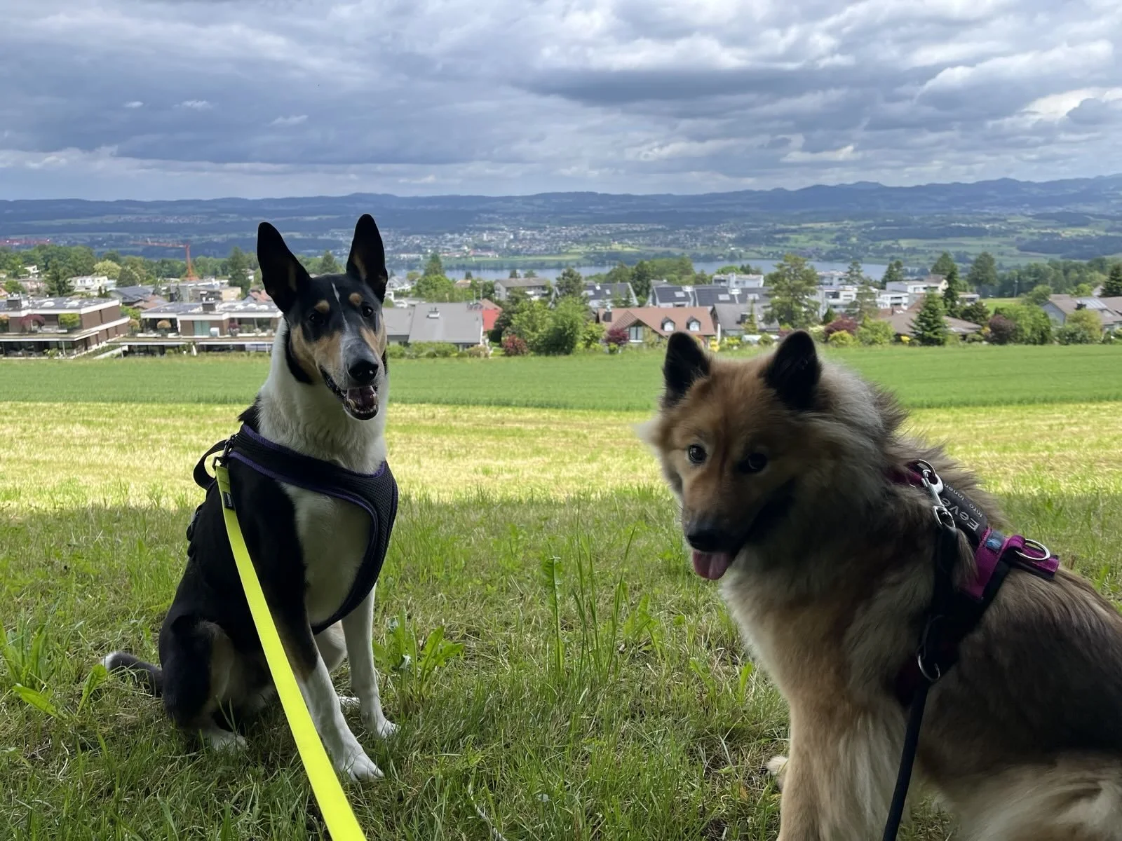 Zwei Hunde sitzen auf einer grünen Wiese mit Blick auf eine Stadt und Berge im Hintergrund, bewölkter Himmel.