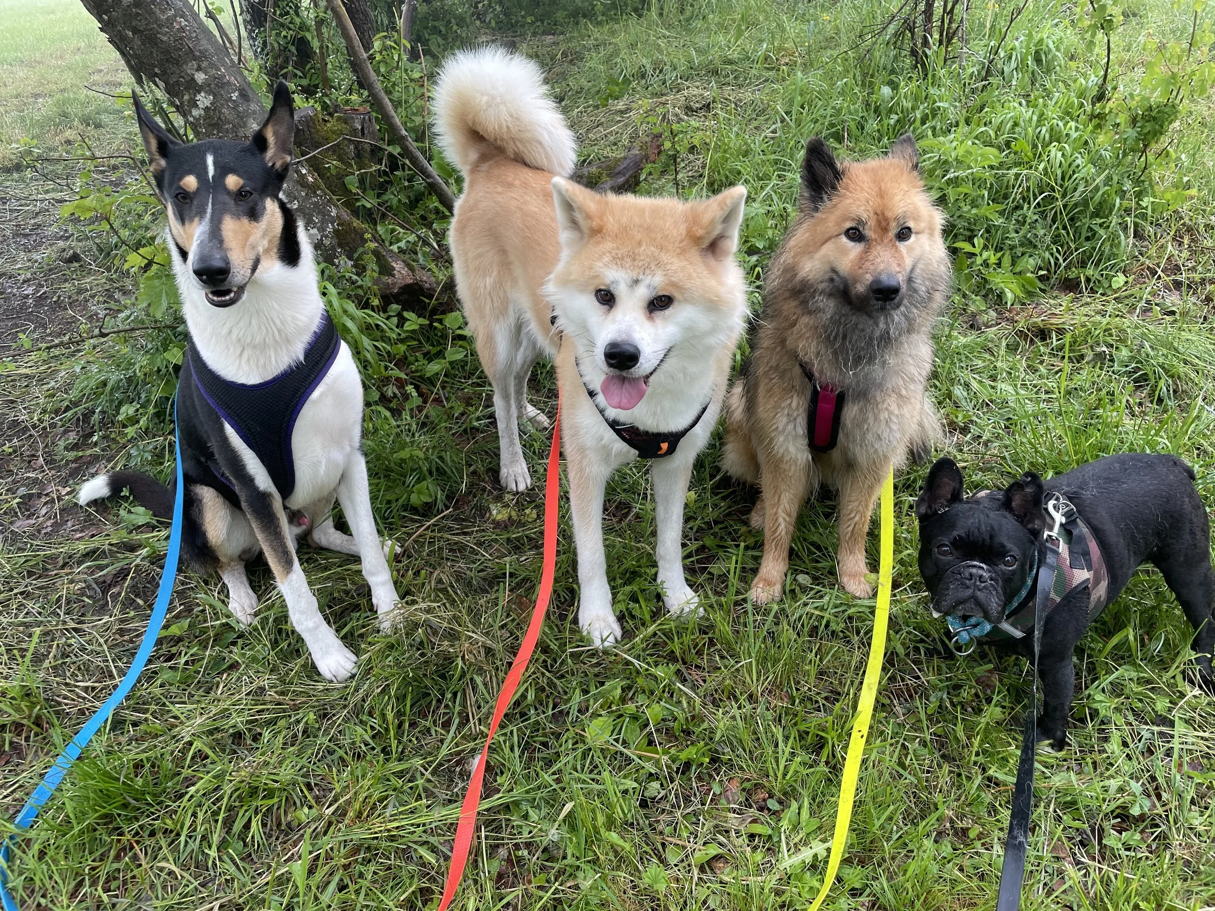 Vier Hunde verschiedener Rassen stehen im Grünen, beim Spazierengehen. Von links nach rechts: Ein Border Collie, ein Shiba Inu, ein Chow Chow, ein Französischer Bulldogge.
