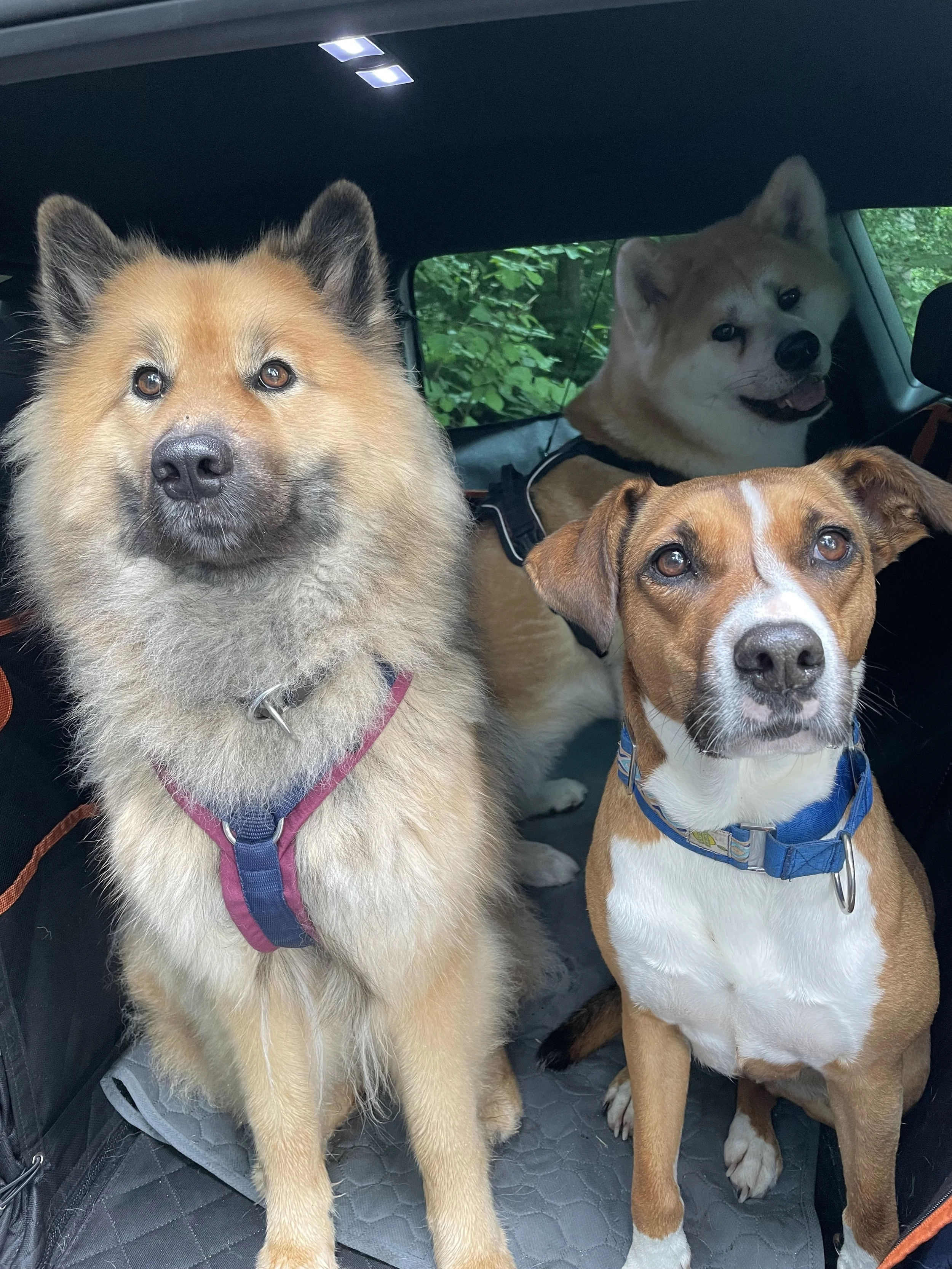 Drei Hunde sitzen im Kofferraum eines Autos, einer mit braun-weißer Fellmuster, einer mit goldgelbem Fell und einer mit beigem Fell und weißer Maske, im Hintergrund grüne Blätter sichtbar.