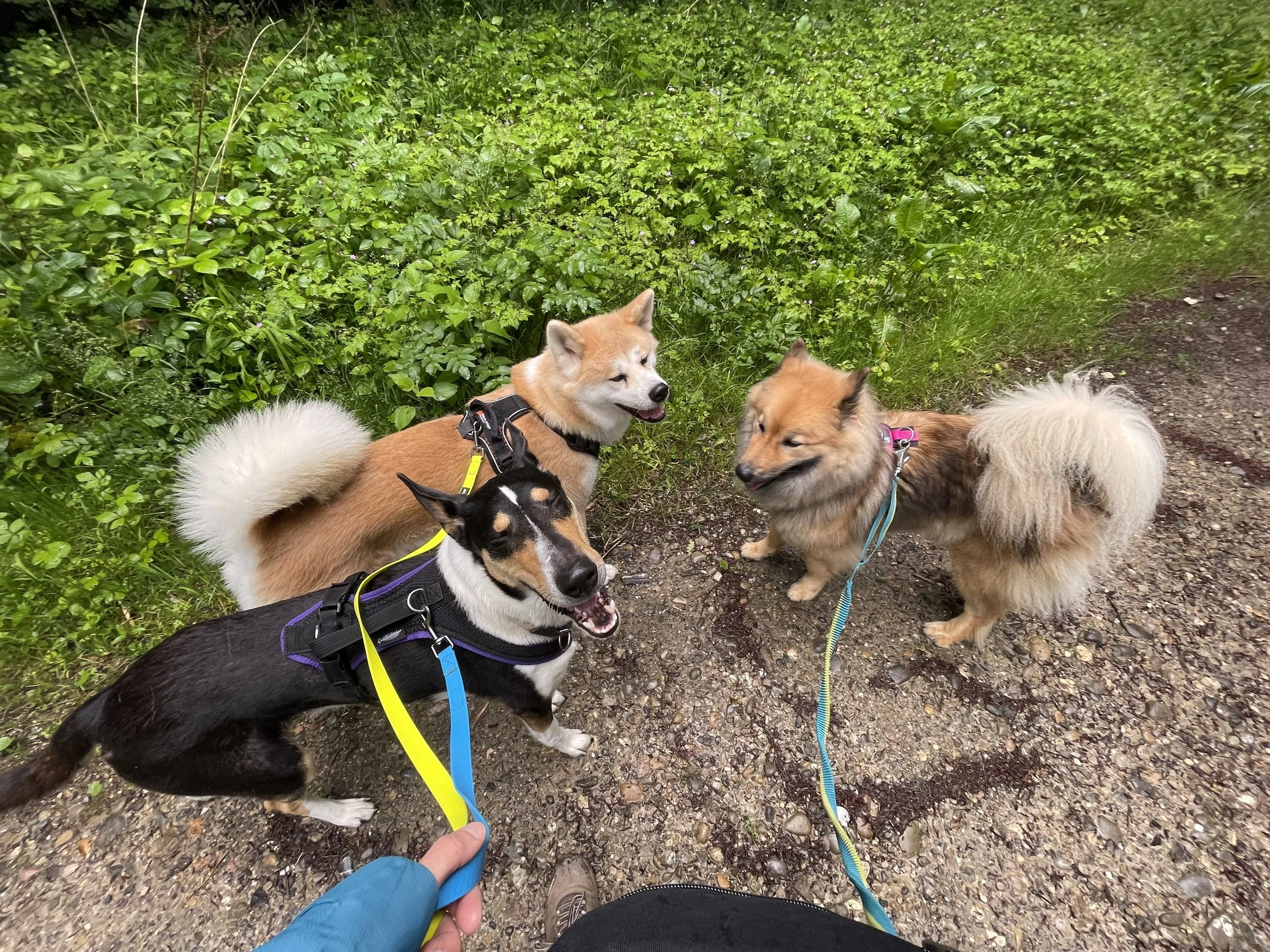 Drei Hunde auf einem Wanderweg, umgeben von grünen Büschen, einer davon wird von einem Menschen mit blauer Jacke gehalten.