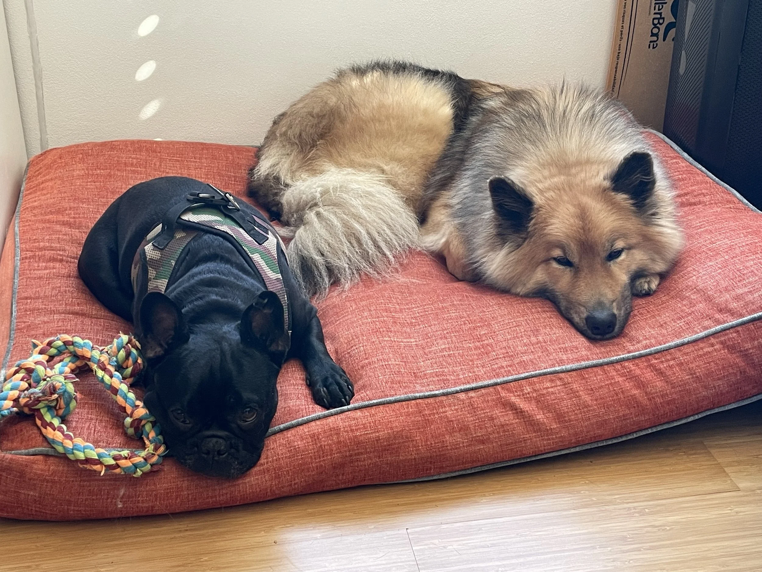 Zwei Hunde liegen auf einem roten Hundebett, der eine ist ein kleiner schwarzer Hund mit einem multicoloren Hundegeschirr und einer Kordel, der andere ist ein größerer brauner Hund mit dicker Fellfarbe.