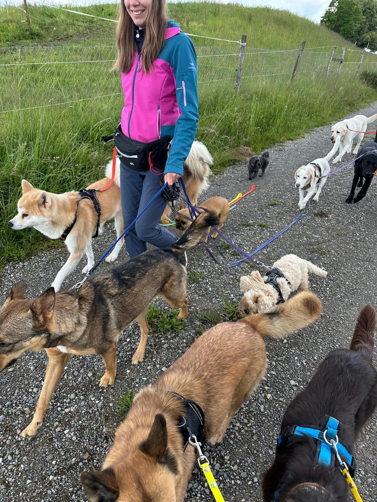 Eine Frau beim Spaziergang mit mehreren Hunden auf einem Kiesweg, umgeben von grünen Wiesen.