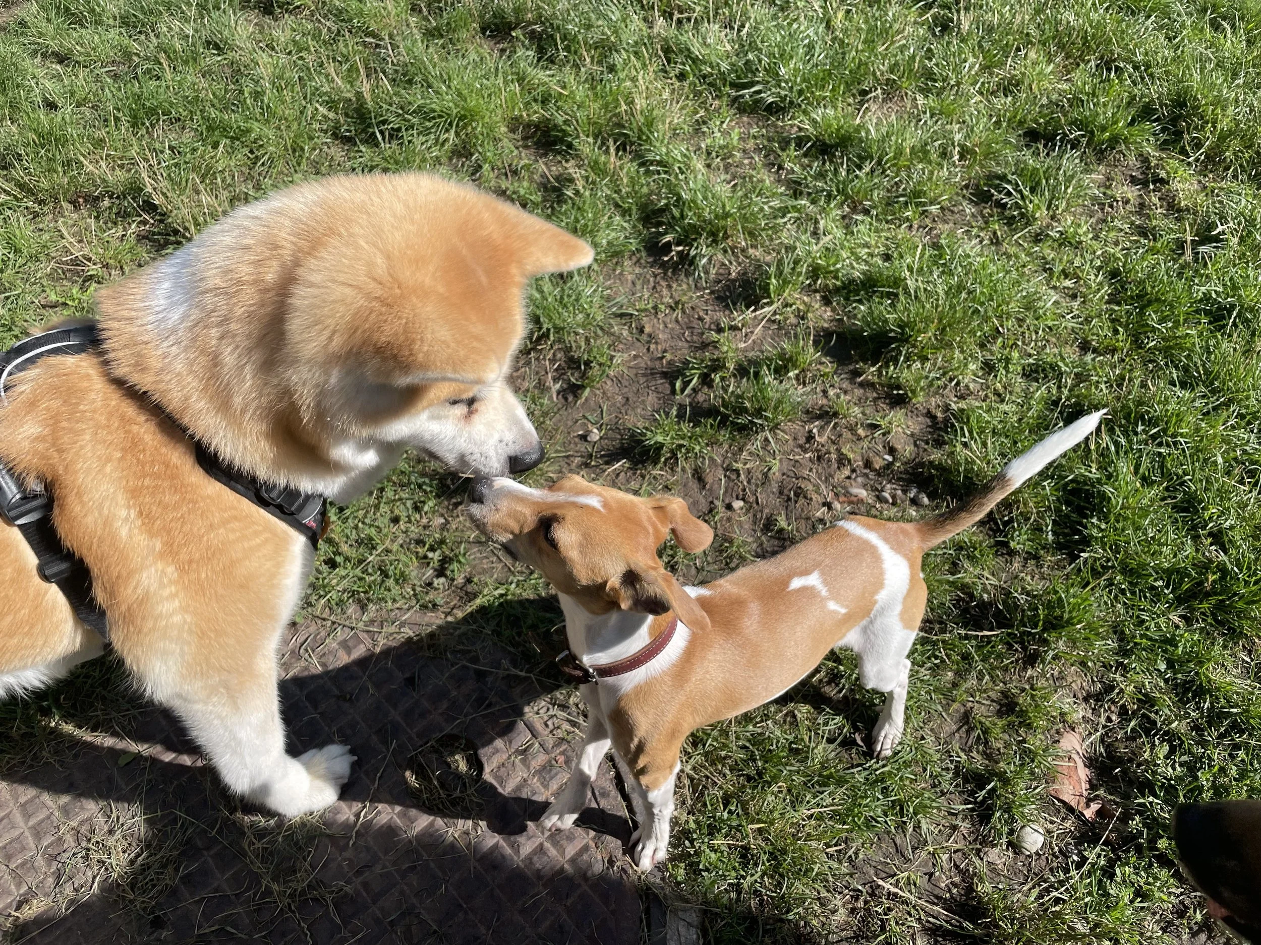 Zwei Hunde, ein großer mit beige Fell und ein kleiner mit braun und weißen Fell, spielen auf einer Wiese. Der größere Hund küsst den kleineren. Es ist sonnig.