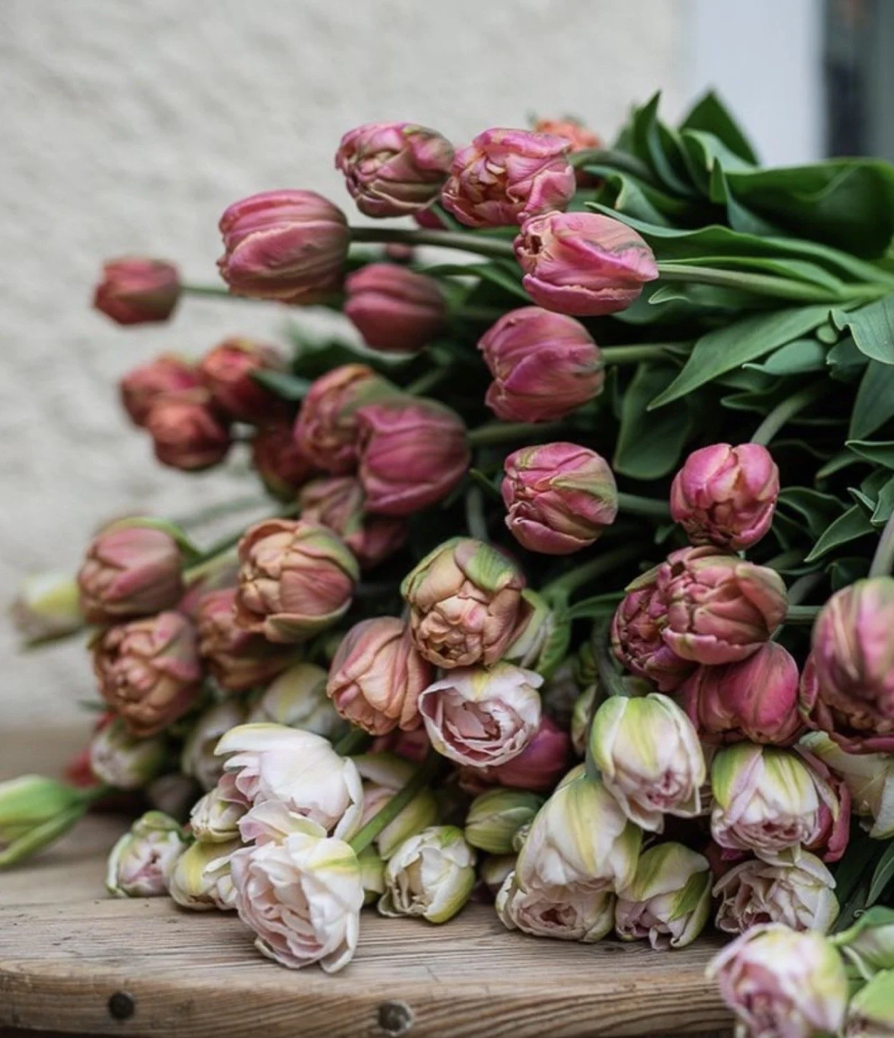 Heirloom Dutch Tulips