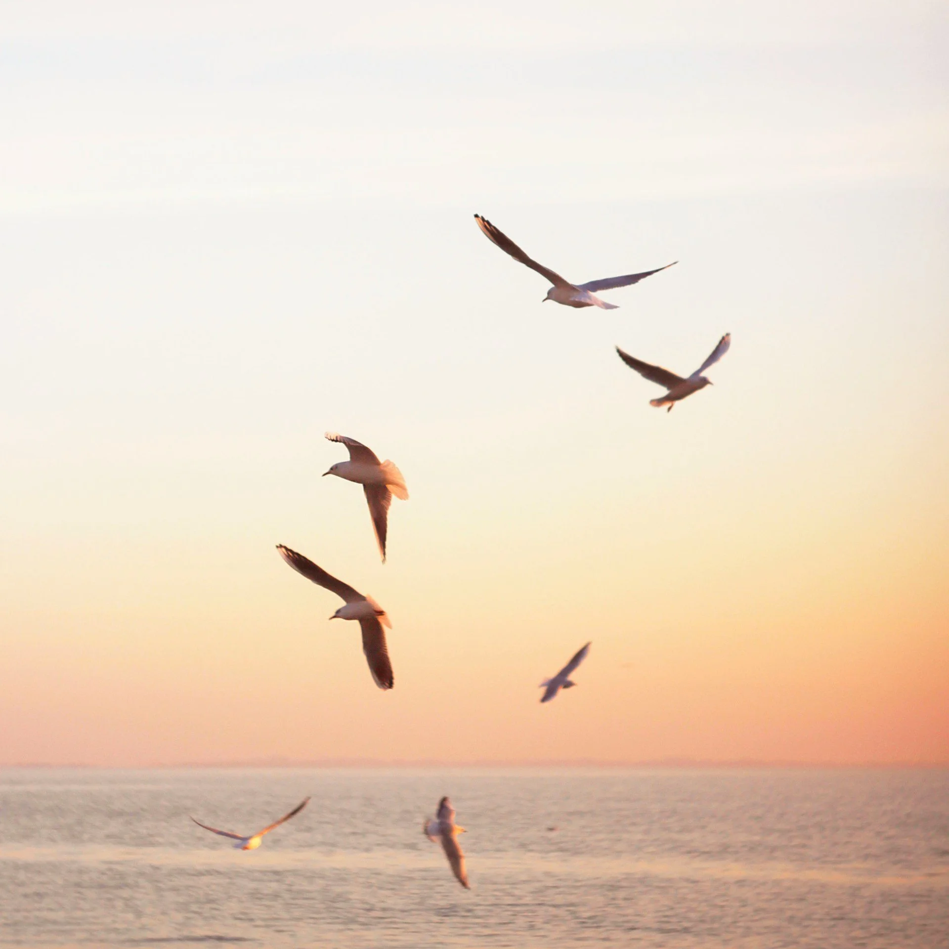 Seagulls flying over the ocean during sunset or sunrise, with a soft, pastel sky and calm water.