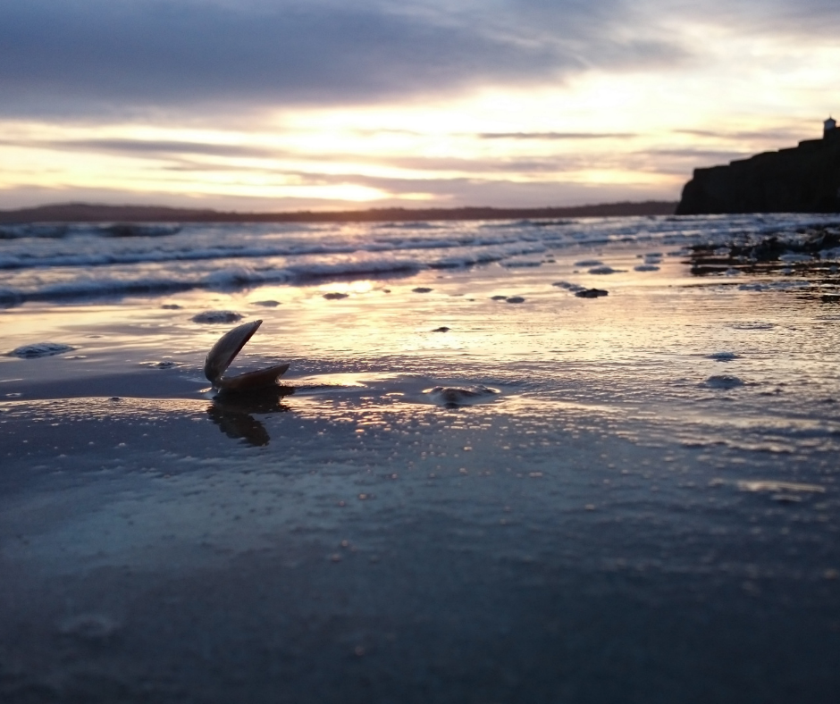 Sea shell on wet sand at sunset with waves and distant cliffs in the background.
