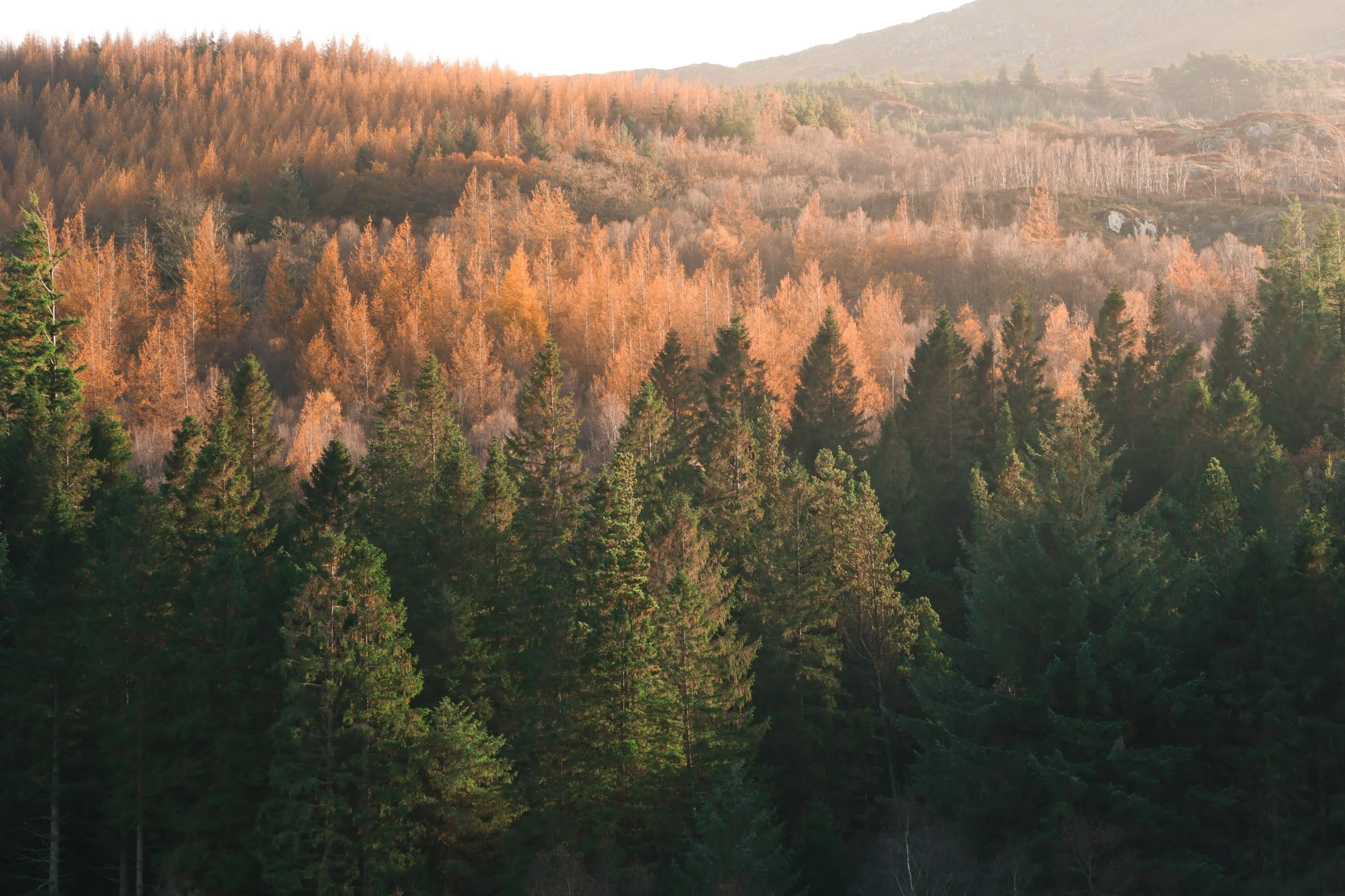A forested mountain landscape with trees in shades of green and orange, illuminated by warm sunlight.