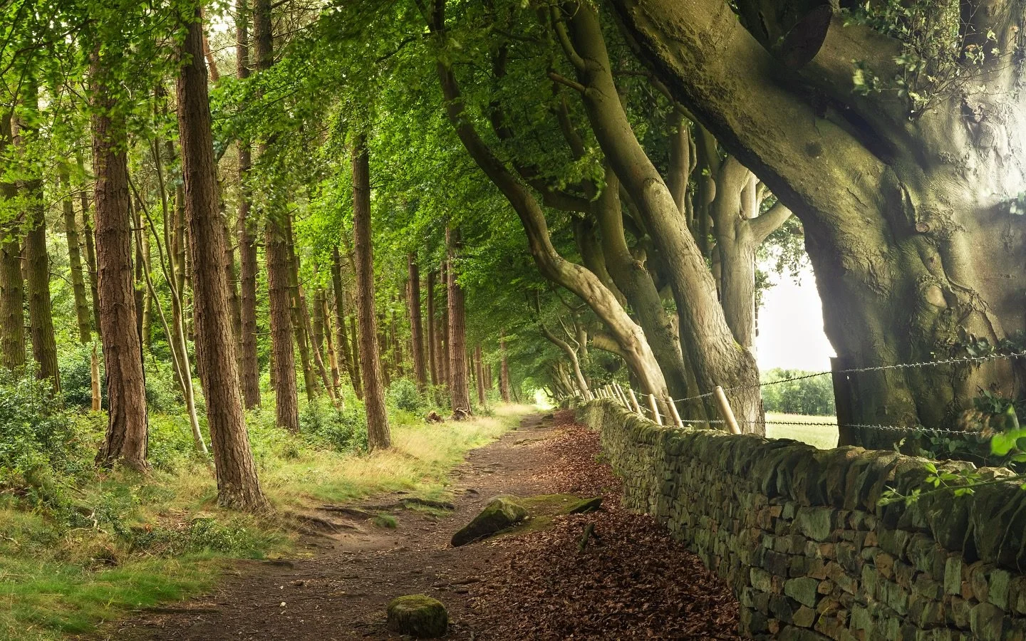 This has to be one of the most stunning walks I&rsquo;ve had in a while. I had seen a post about this on facebook and thought I would pay a visit whilst I am up here in the Peak District. The enormous and ancient beech trees on the right are the clea
