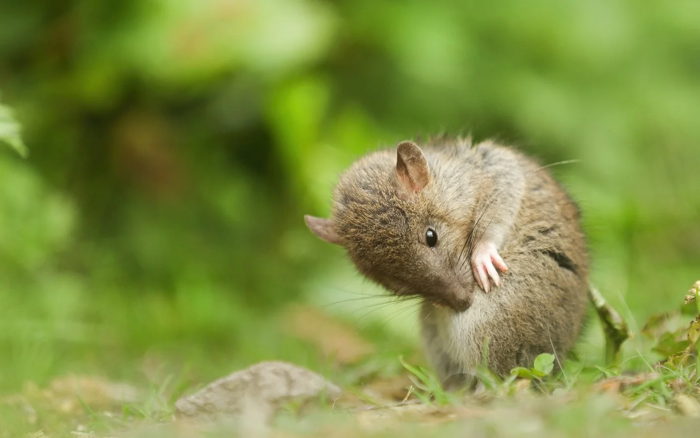 These are a couple more shots of the recent Wood Mouse I saw back home. I apologise for being inactive, I am currently sitting exams and so getting out has been nearly impossible. However only a couple more weeks until I finish for the summer and the
